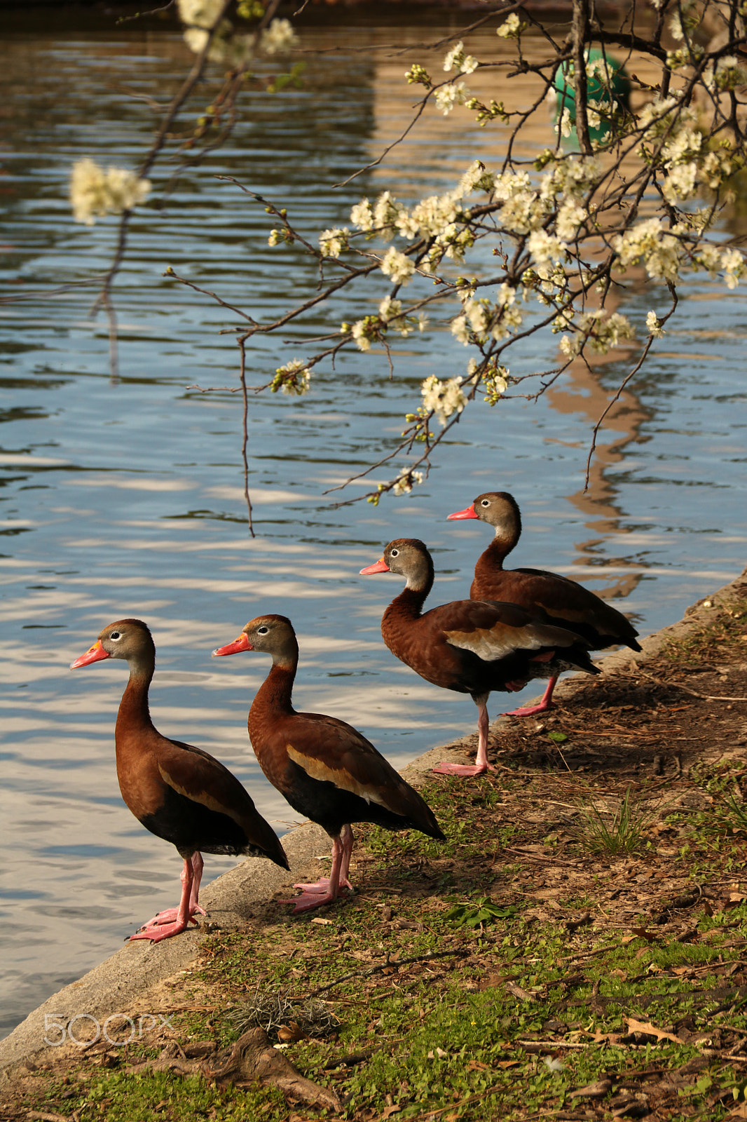 Canon EOS 750D (EOS Rebel T6i / EOS Kiss X8i) sample photo. Young ducks 3904 photography