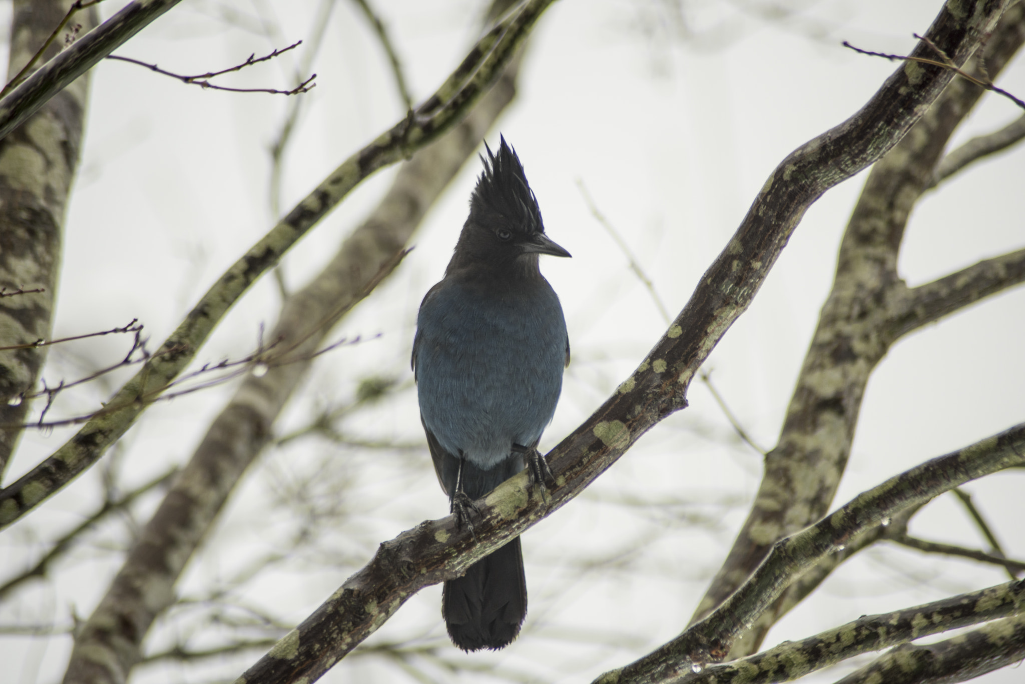 Nikon D810 sample photo. Hey blue jay photography