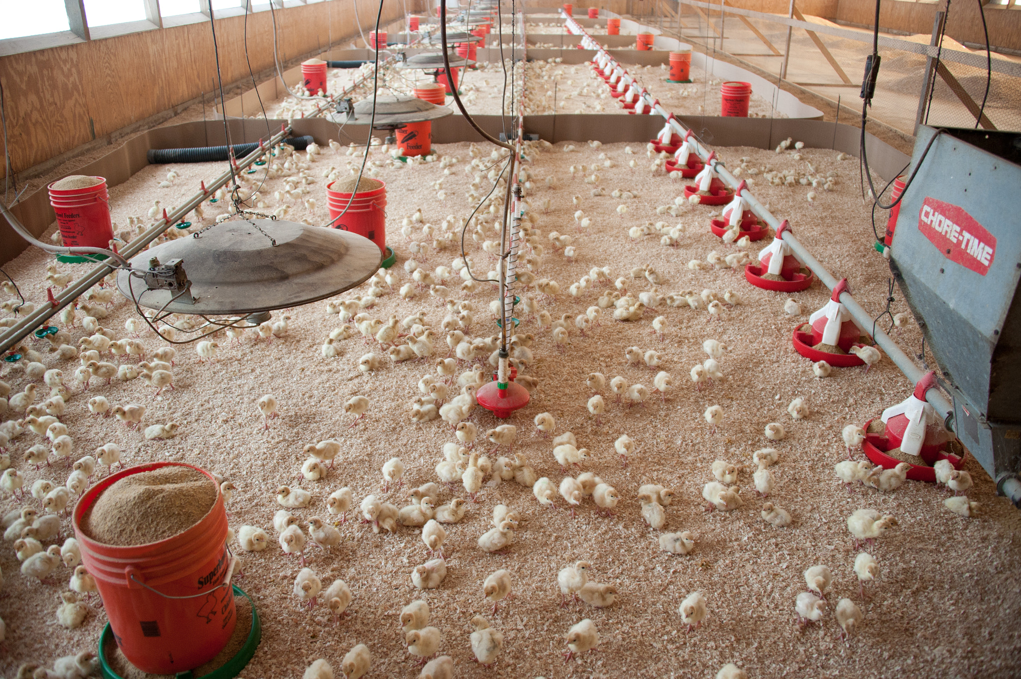 Nikon D700 sample photo. Turkey chicks on farm photography