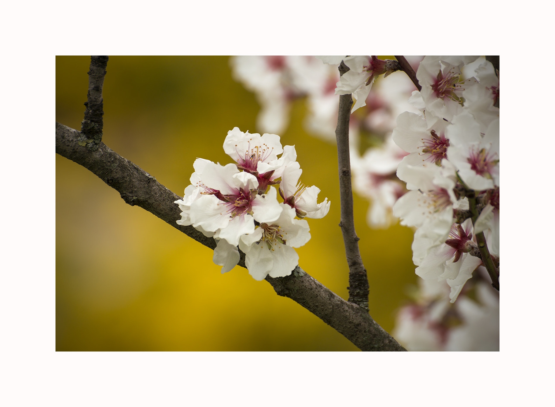 Sony a6000 + Sony DT 50mm F1.8 SAM sample photo. New life photography
