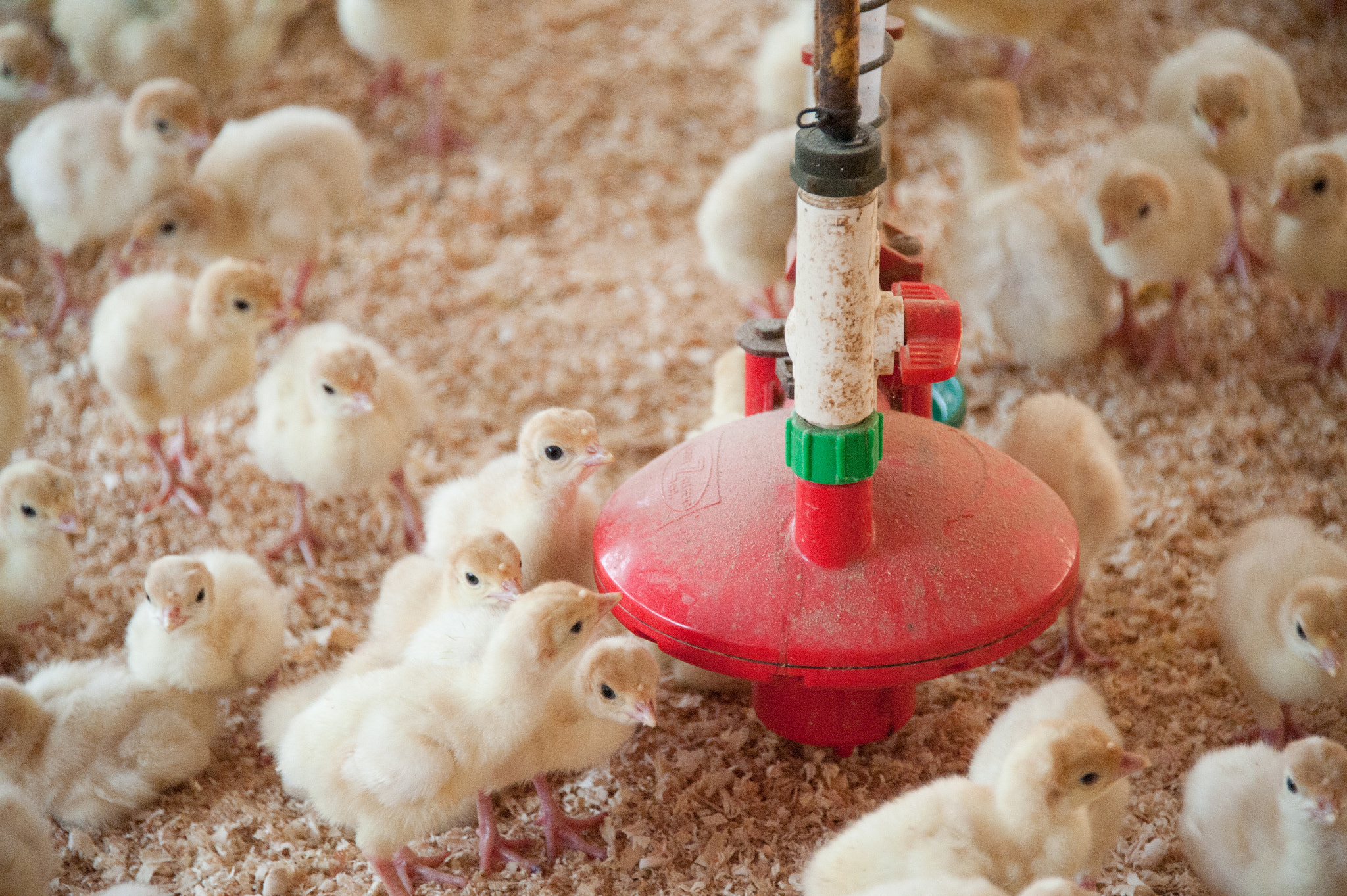 Nikon D700 sample photo. Turkey chicks on farm photography