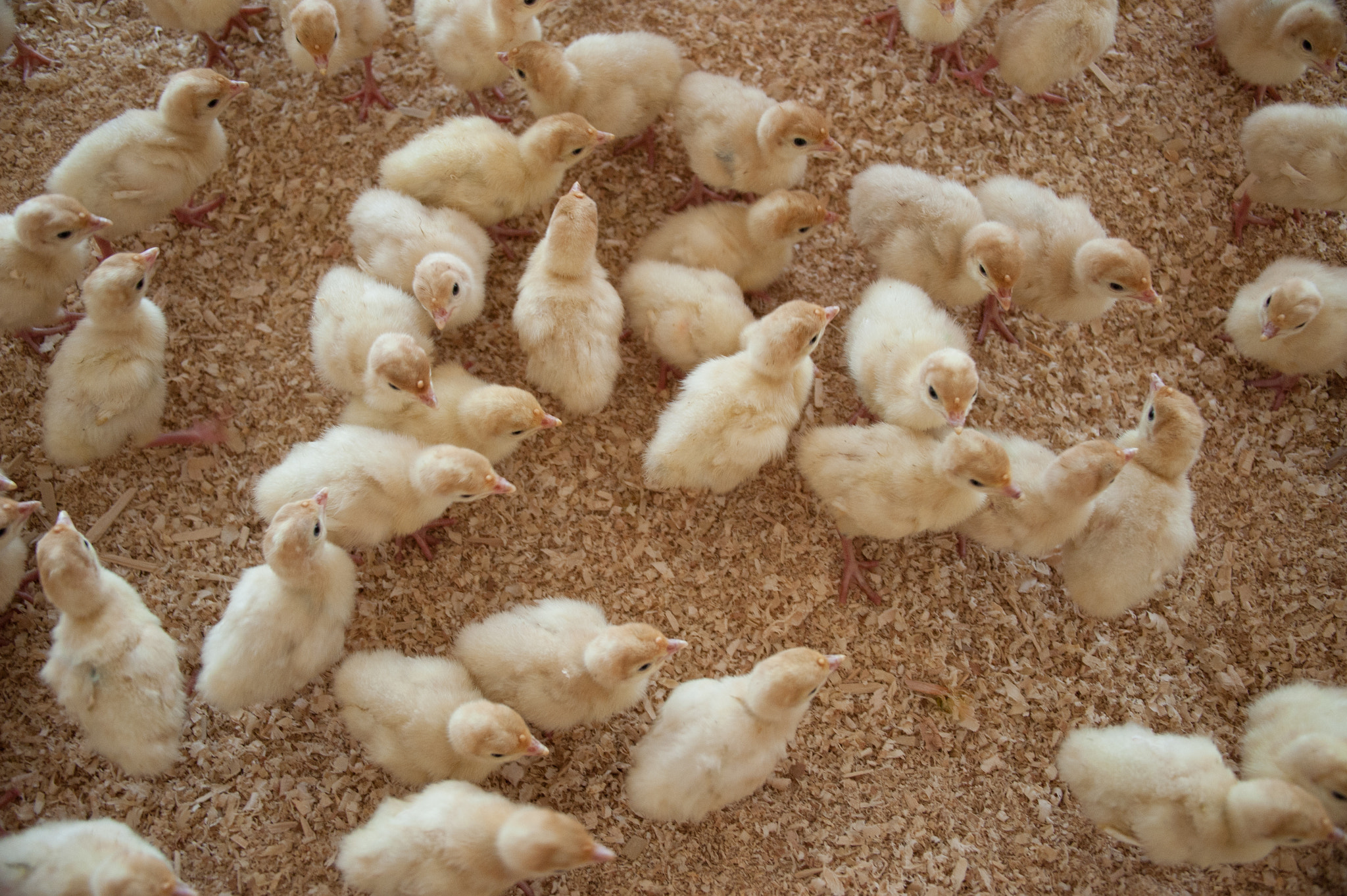 Nikon D700 sample photo. Turkey chicks on farm photography