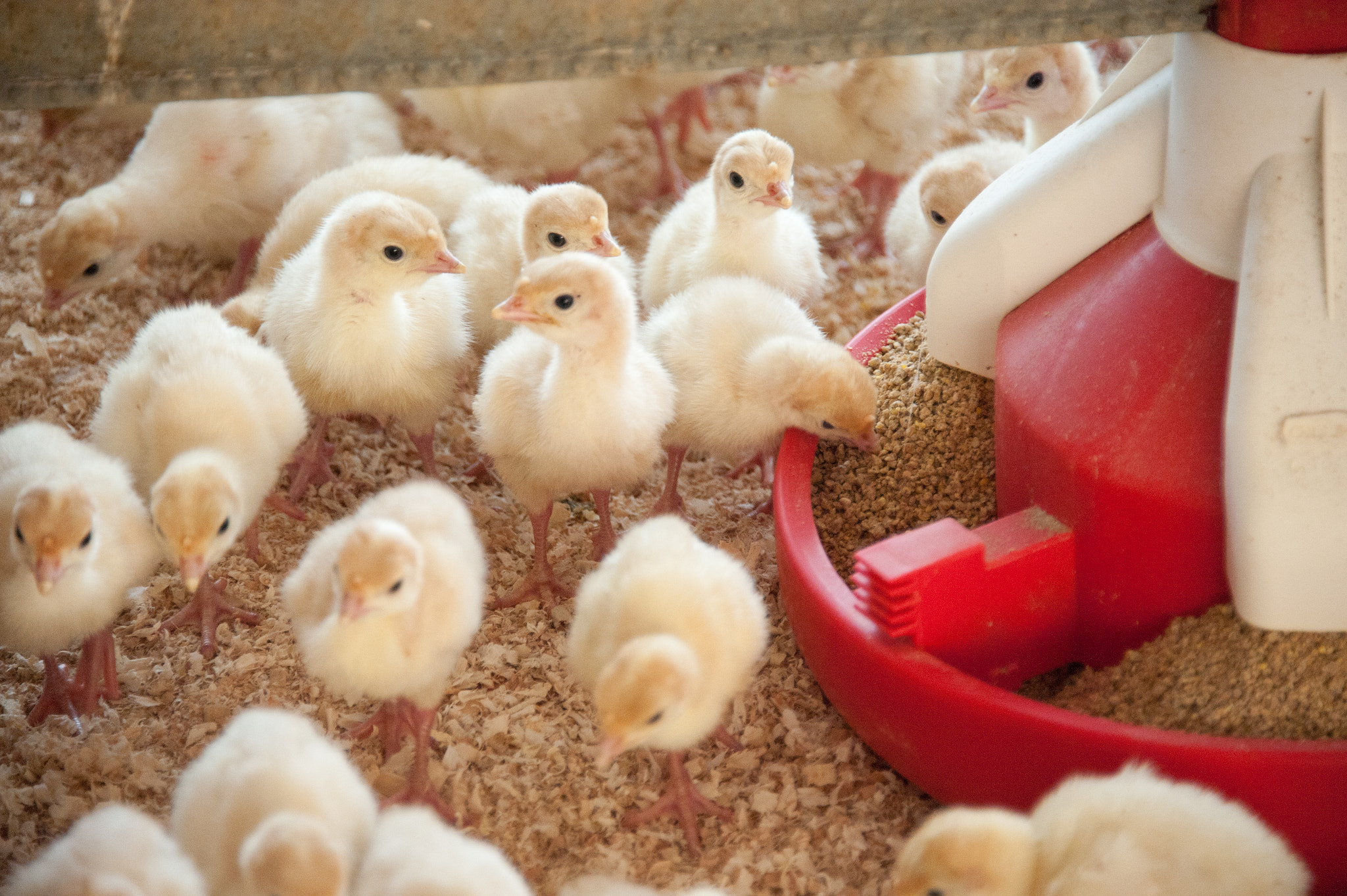 Nikon D700 sample photo. Turkey chicks on farm photography