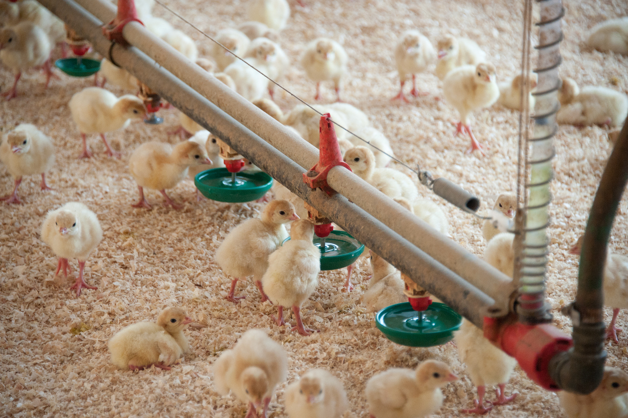 Nikon D700 sample photo. Turkey chicks on farm photography