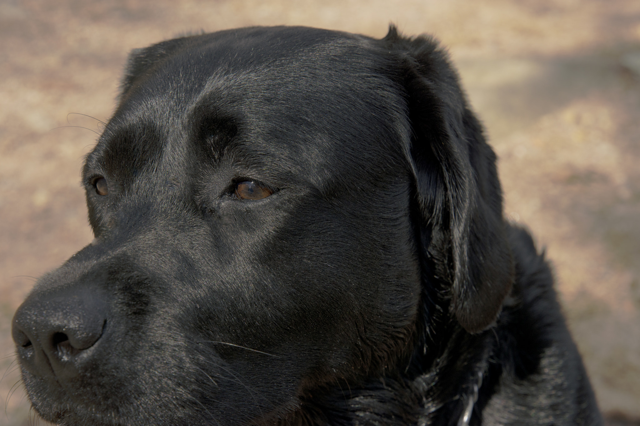 Nikon D7200 sample photo. Summit the black labrador photography