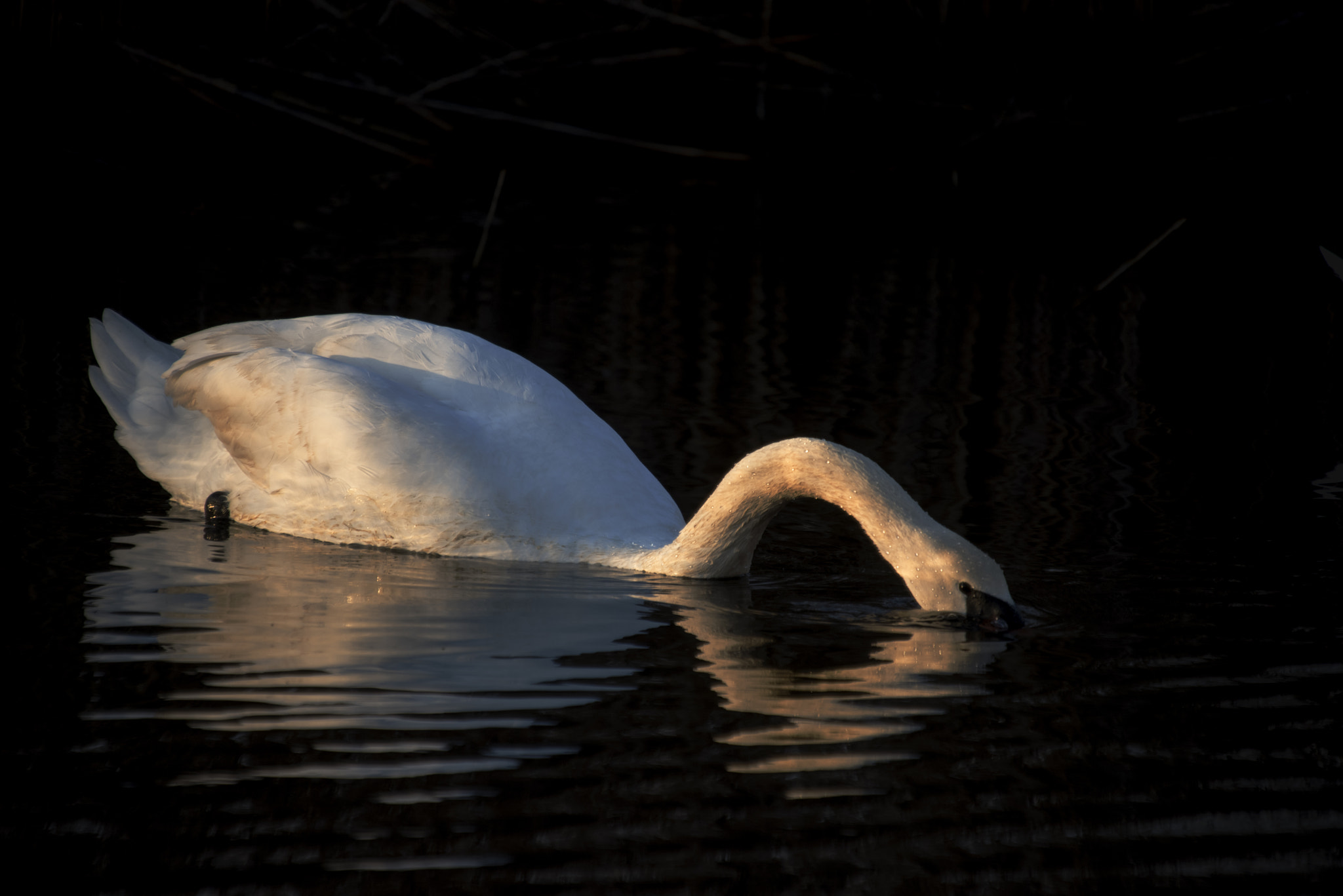 Nikon D810 sample photo. Sunset swim photography