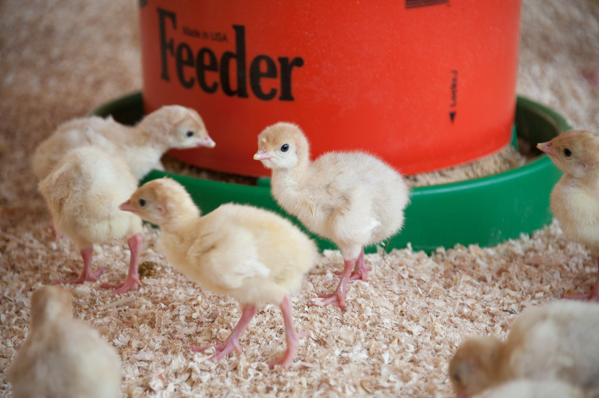 Nikon D700 sample photo. Turkey chicks on farm photography