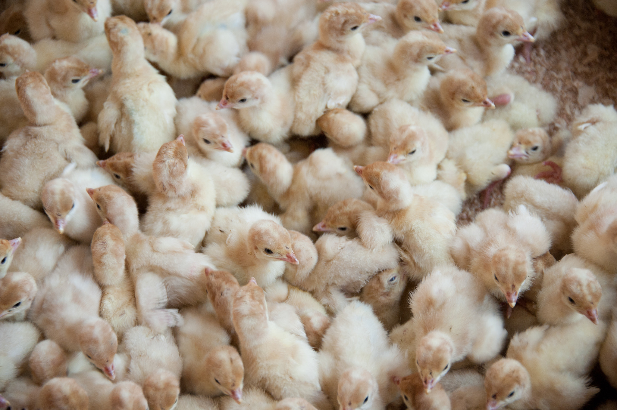 Nikon D700 sample photo. Turkey chicks on farm photography