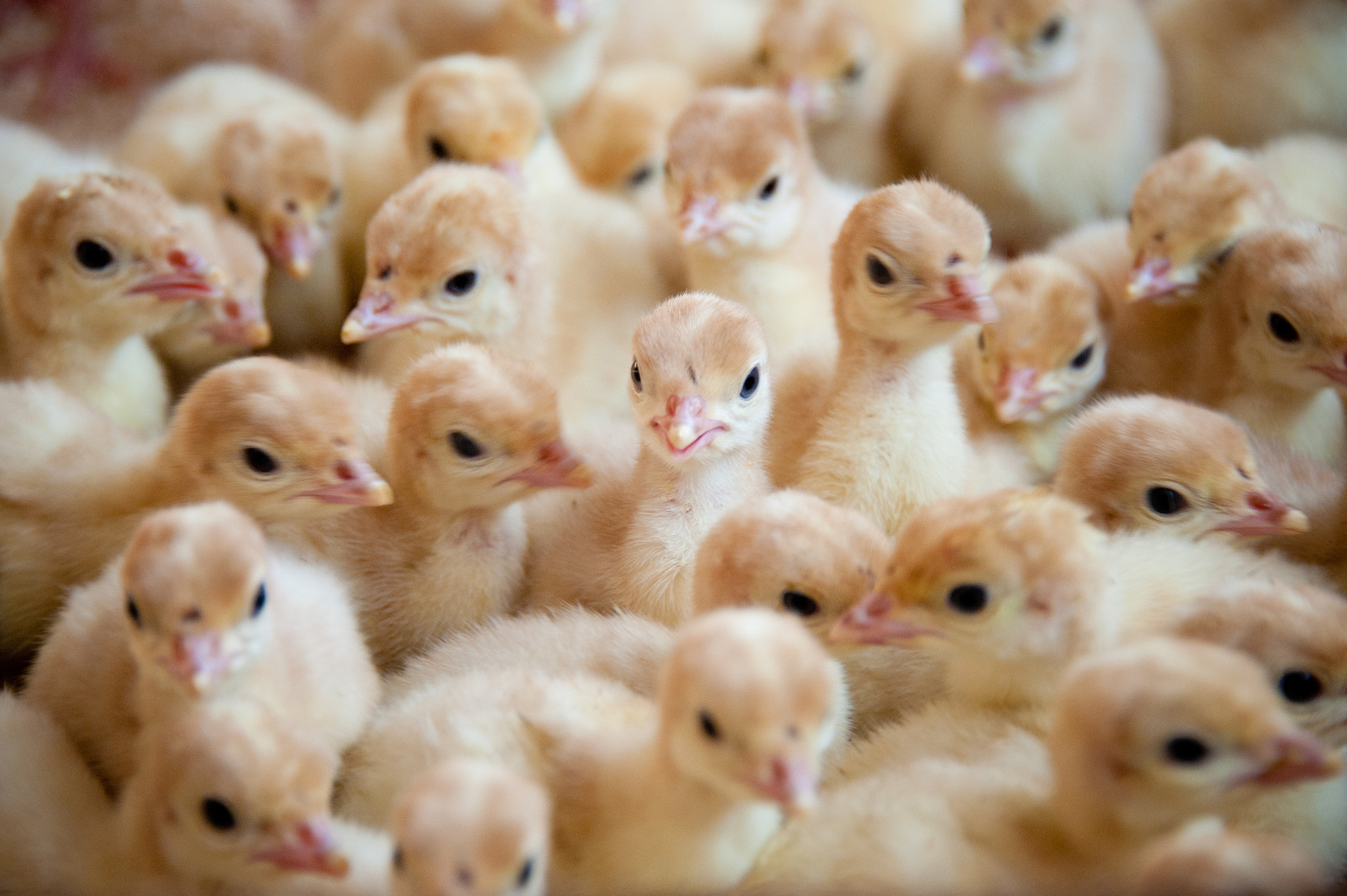 Nikon D700 sample photo. Turkey chicks photography