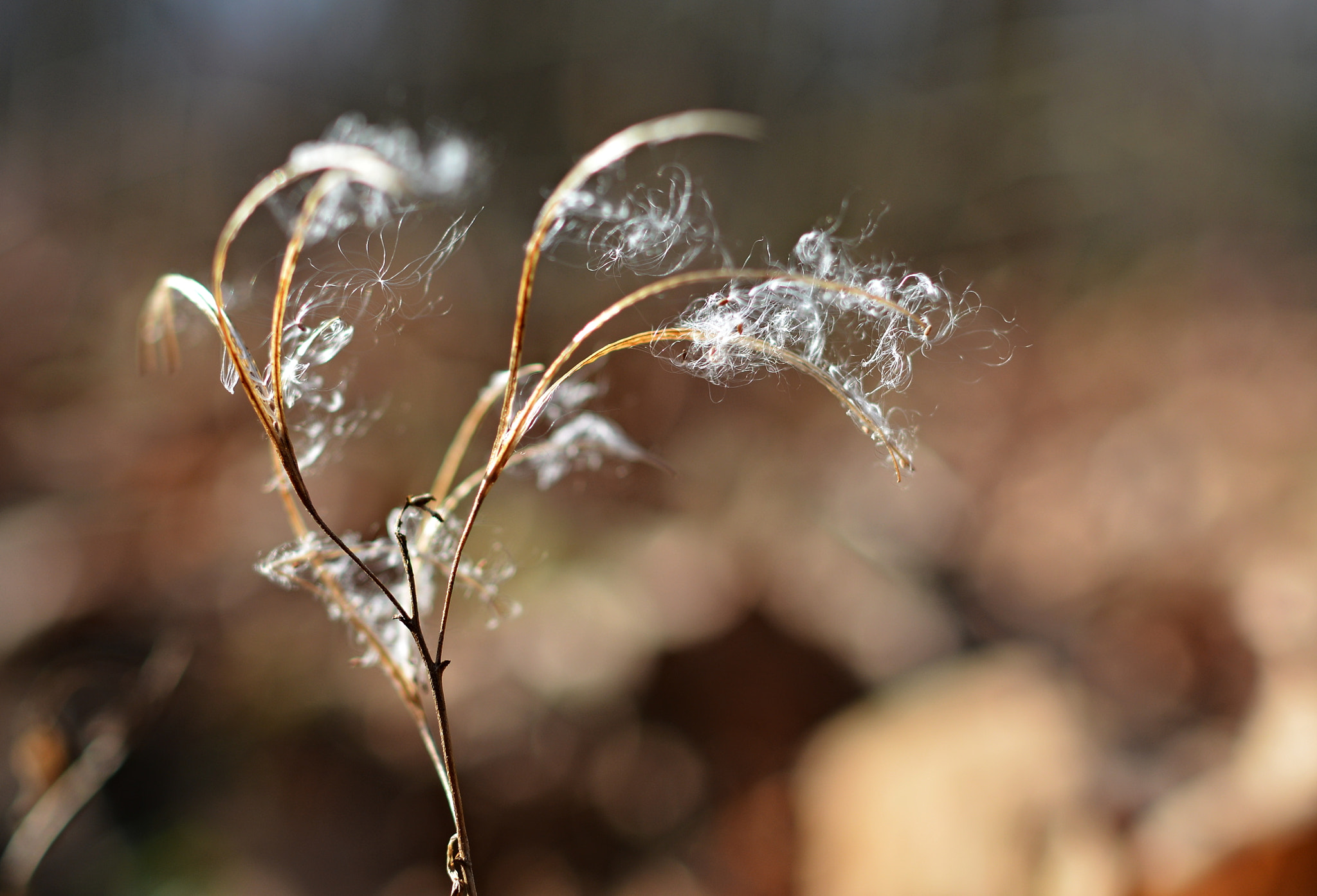 Nikon D7100 + Nikon AF-S Nikkor 28mm F1.8G sample photo. Macro v lese photography