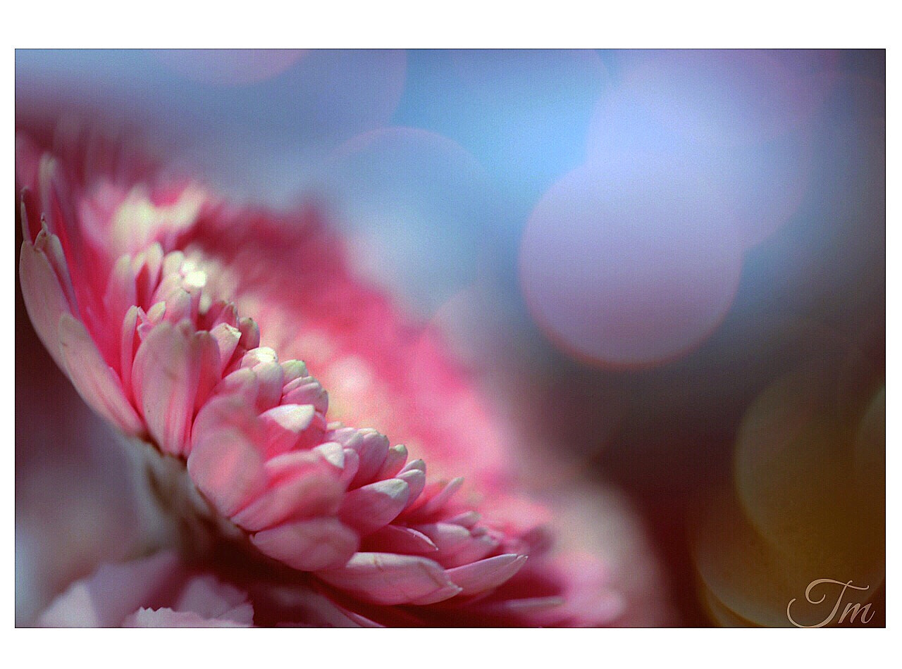 Canon EF 100mm F2.8L Macro IS USM sample photo. Dreaming photography