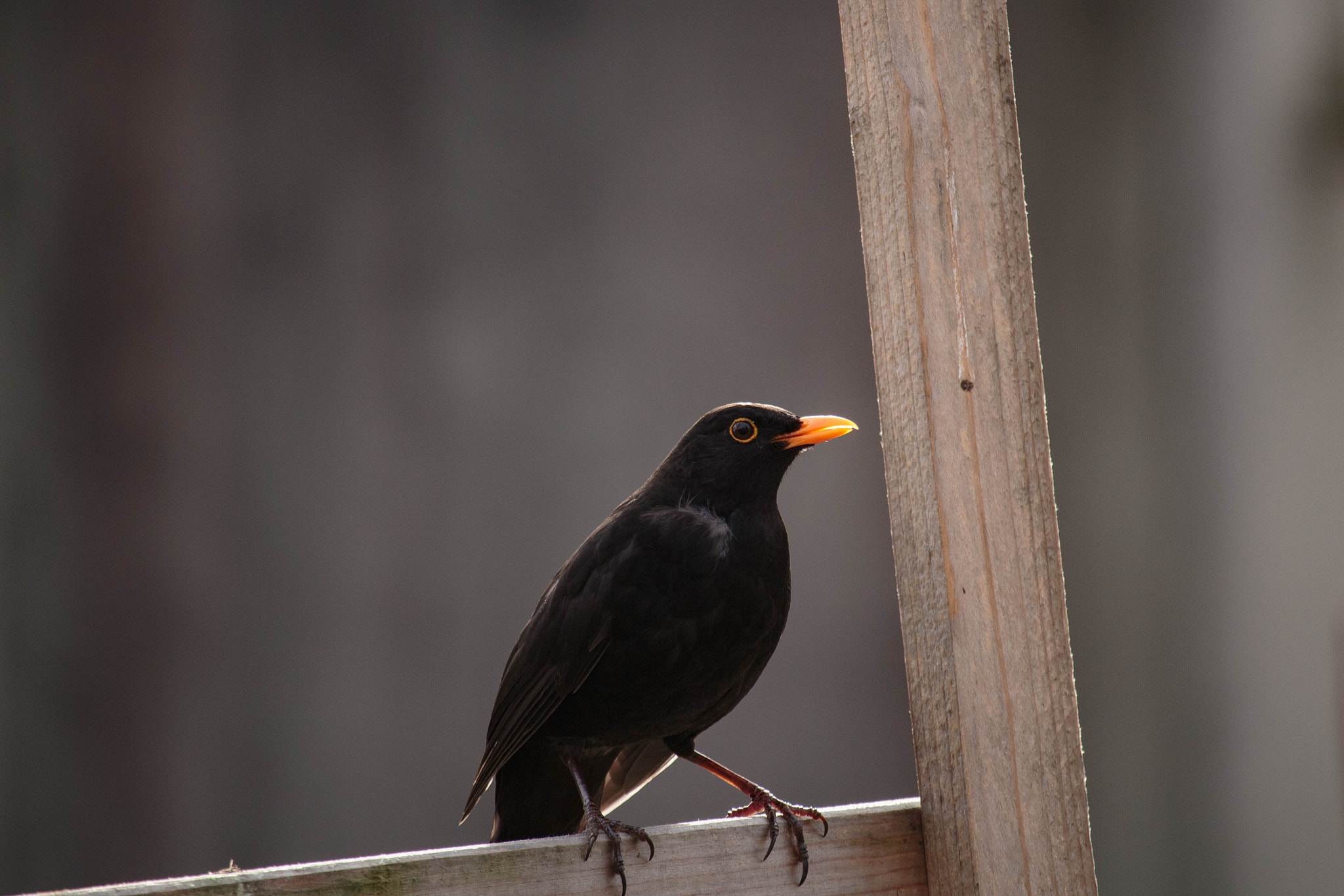 Canon EOS 100D (EOS Rebel SL1 / EOS Kiss X7) + Canon EF-S 55-250mm F4-5.6 IS STM sample photo. Vogel photography