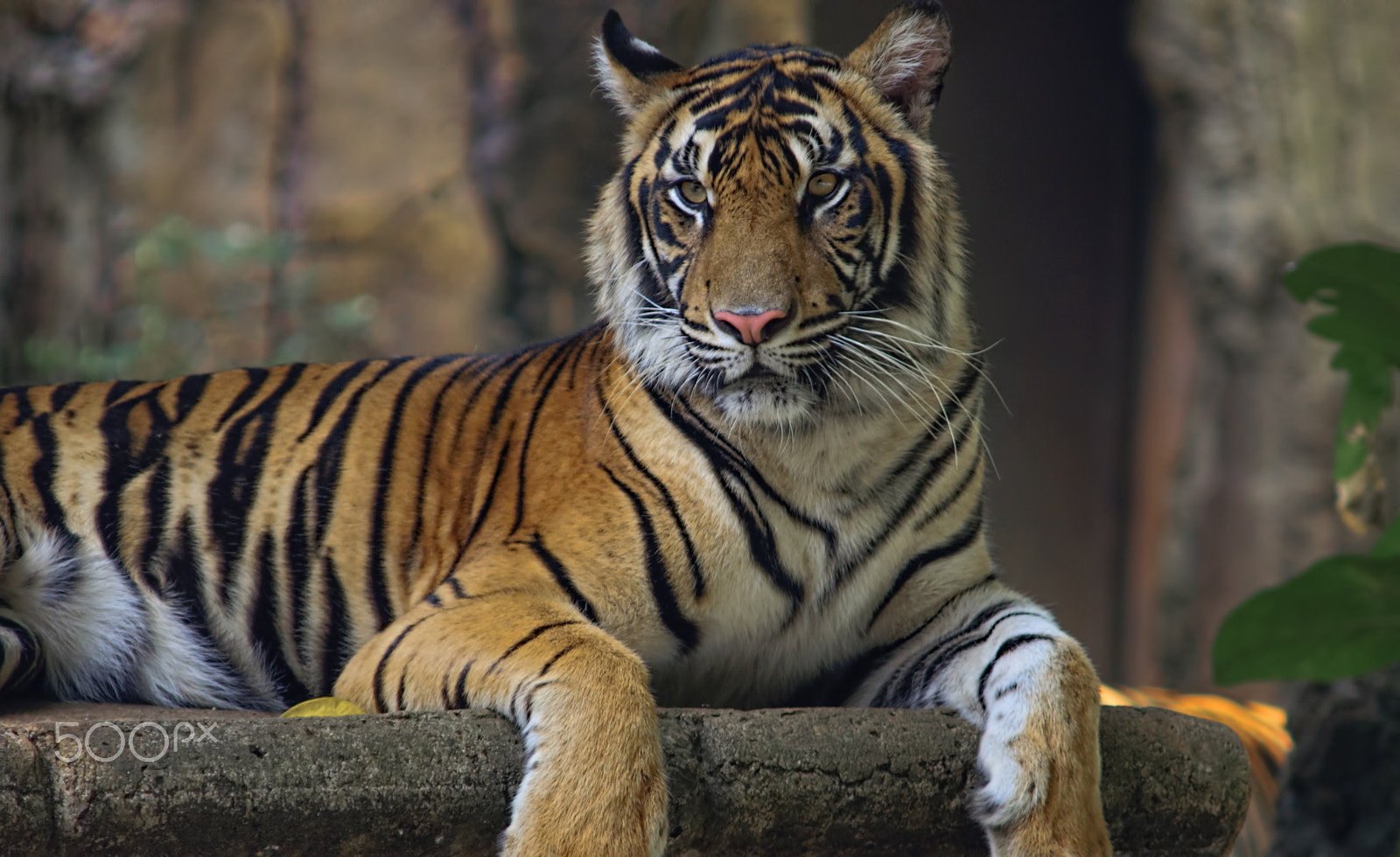 AF Zoom-Nikkor 75-300mm f/4.5-5.6 sample photo. Tiger sumatran photography