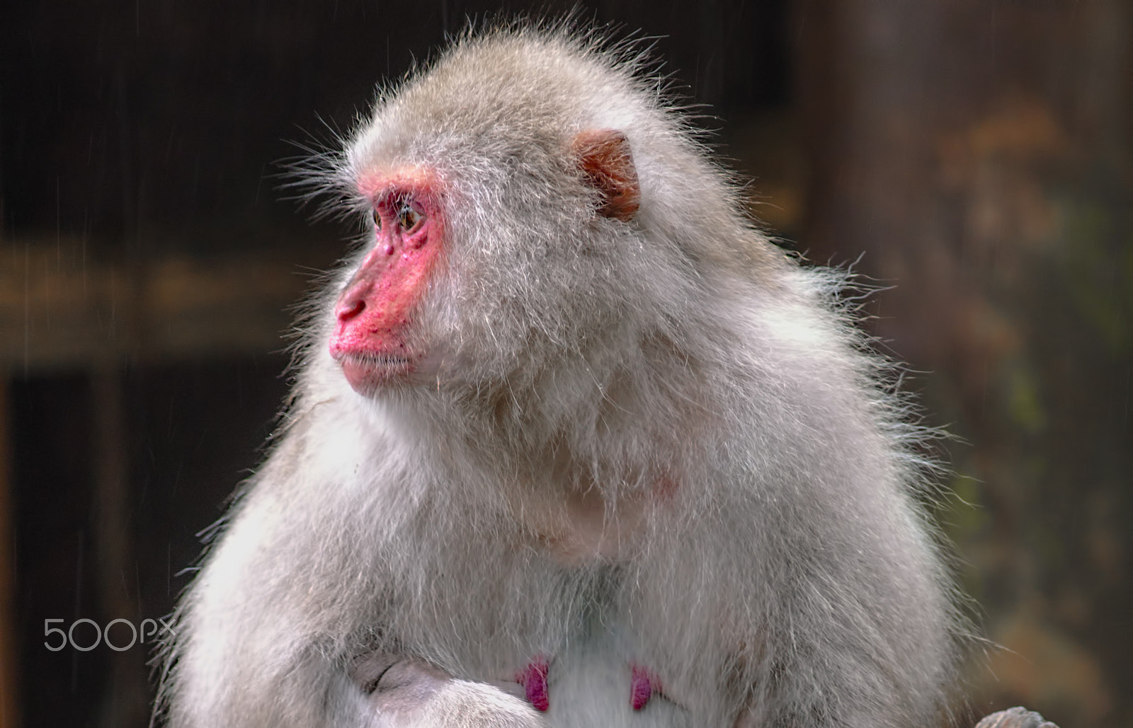 Nikon D90 + AF Zoom-Nikkor 75-300mm f/4.5-5.6 sample photo. Japanese monkey photography