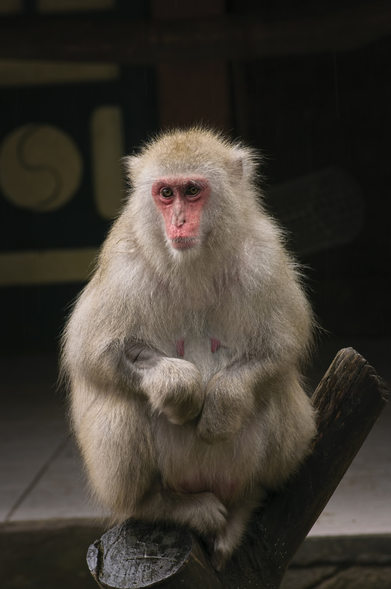 AF Zoom-Nikkor 75-300mm f/4.5-5.6 sample photo. Japanese monkey photography