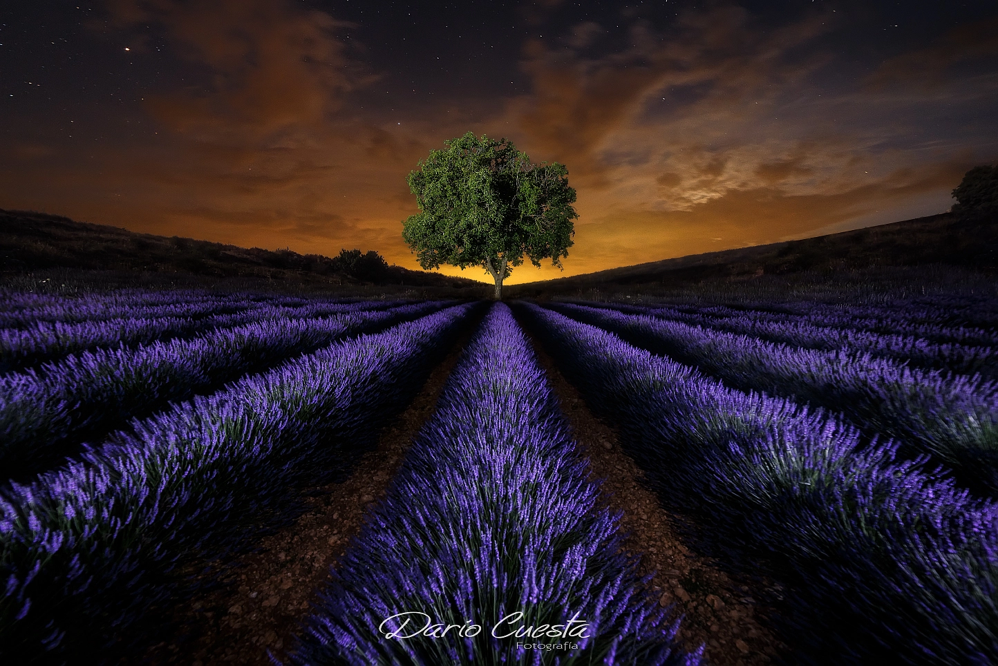 Nikon AF-S Nikkor 14-24mm F2.8G ED sample photo. Lavanders night photography