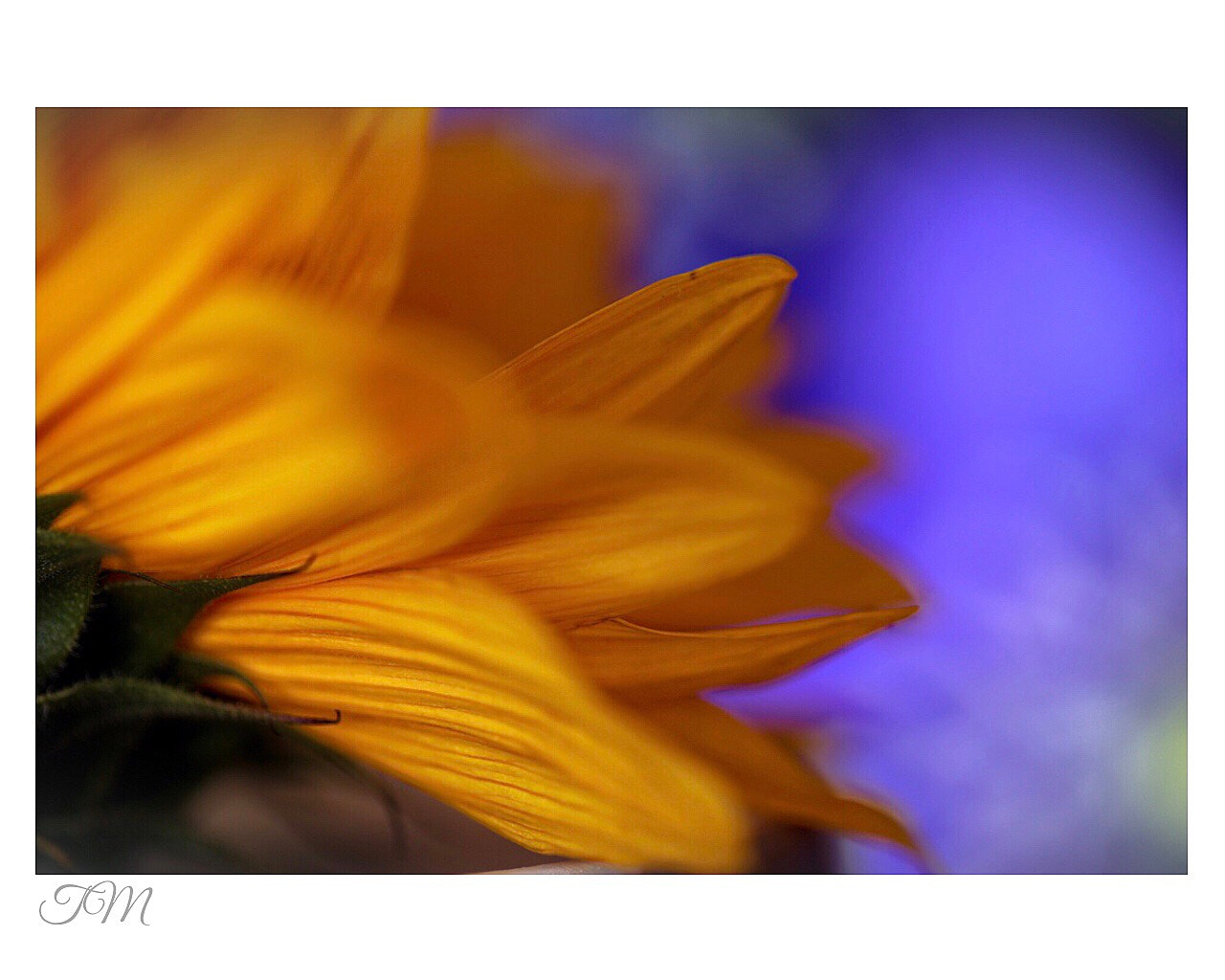 Canon EF 100mm F2.8L Macro IS USM sample photo
