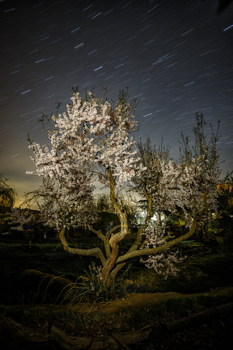 Canon EF 28-80mm f/3.5-5.6 sample photo. Almendro nocturno photography