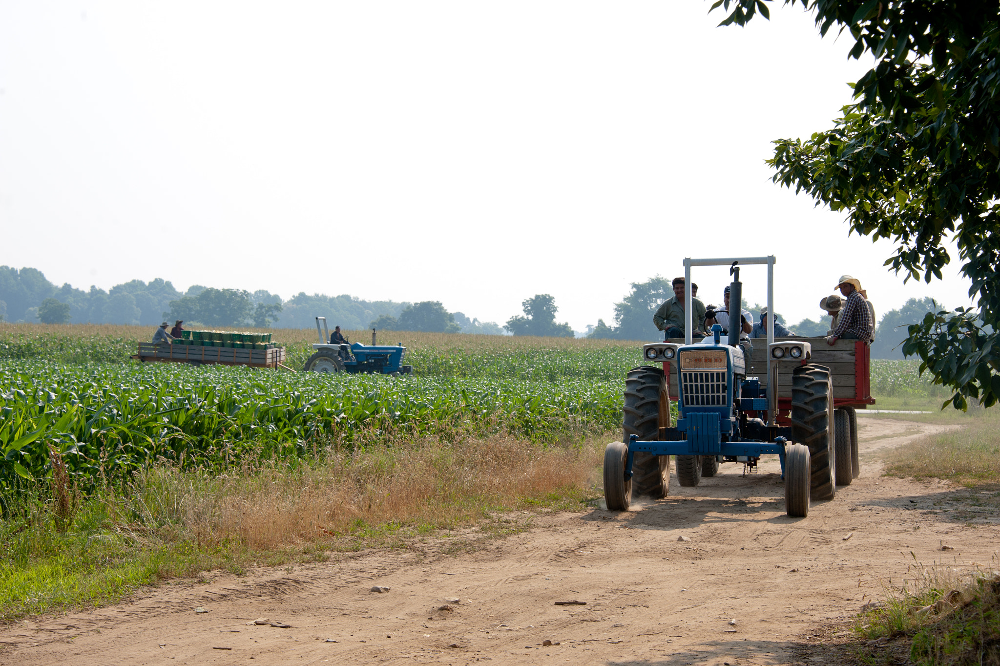 Nikon D700 sample photo. Workers riding wagon in from harvesting vegetables on farm photography