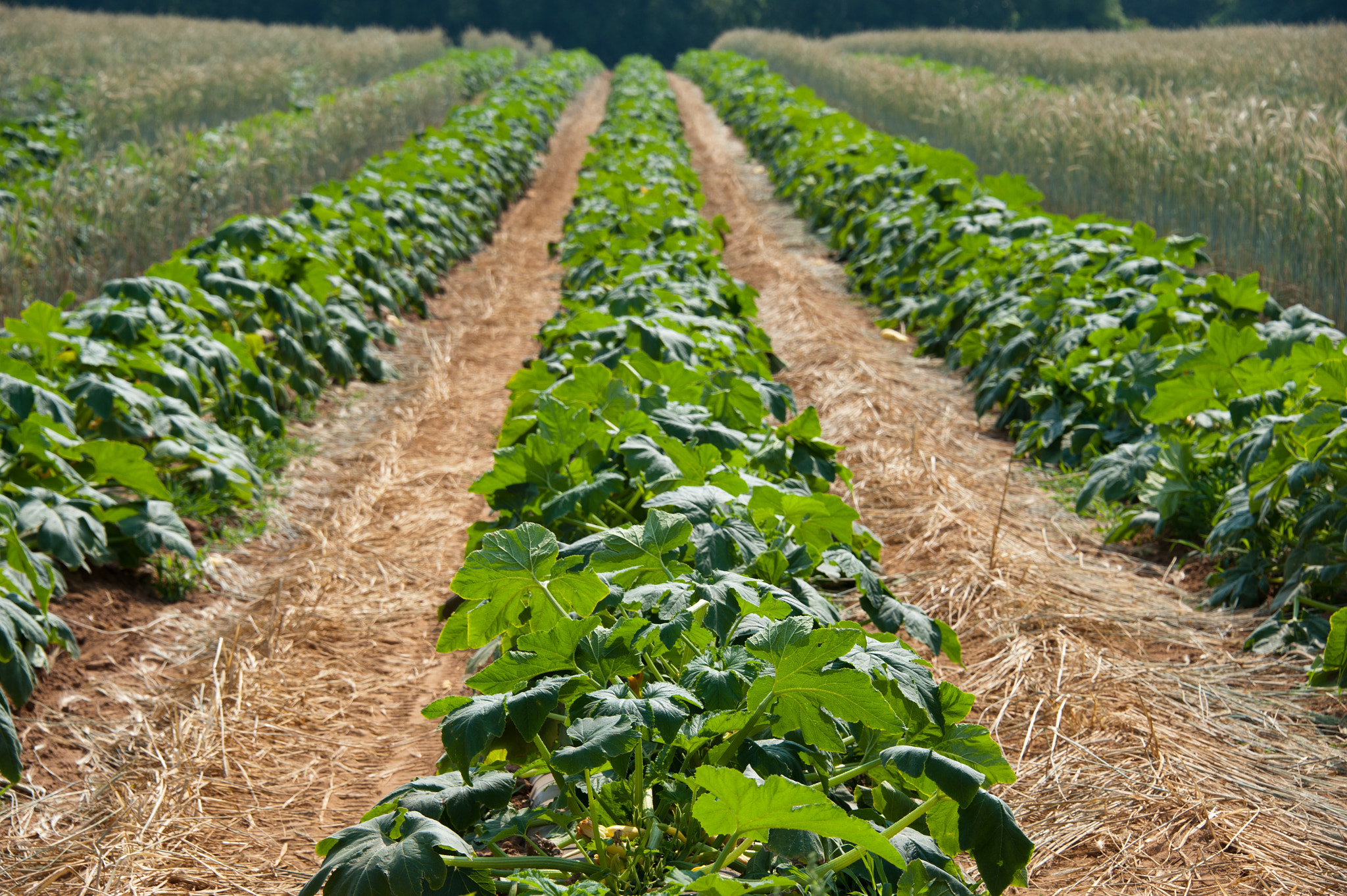 Nikon D700 sample photo. Rows of squash plants on farm photography