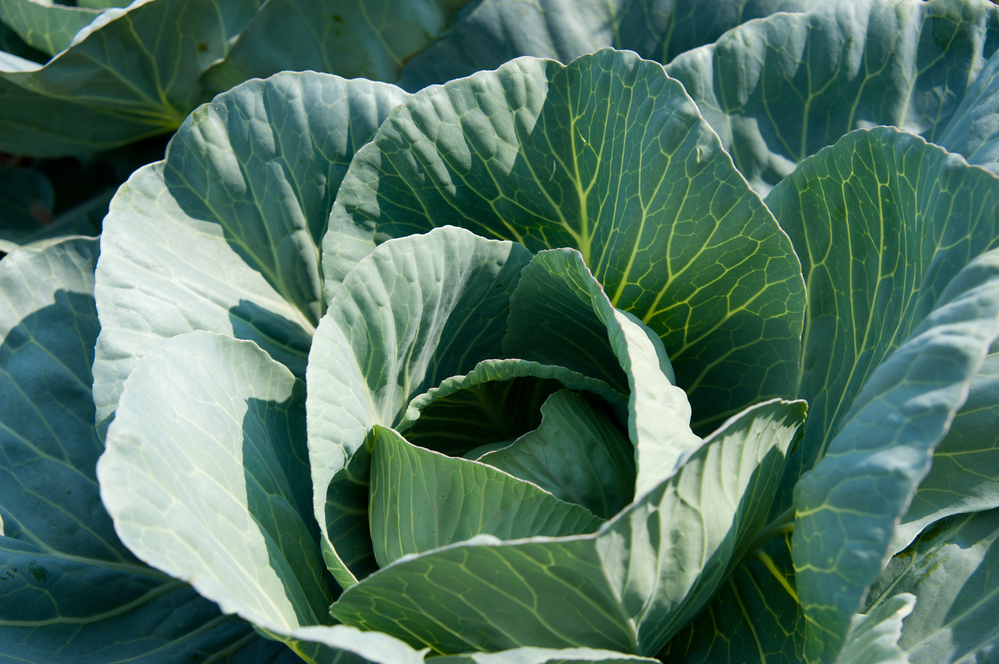 Nikon D700 sample photo. Cabbage plant photography