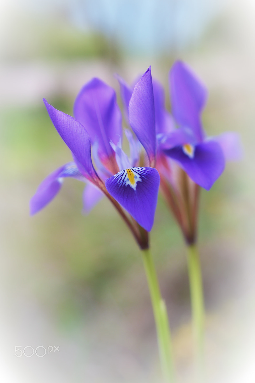 Nikon AF-S DX Micro Nikkor 40mm F2.8 sample photo. Iris cretensis photography