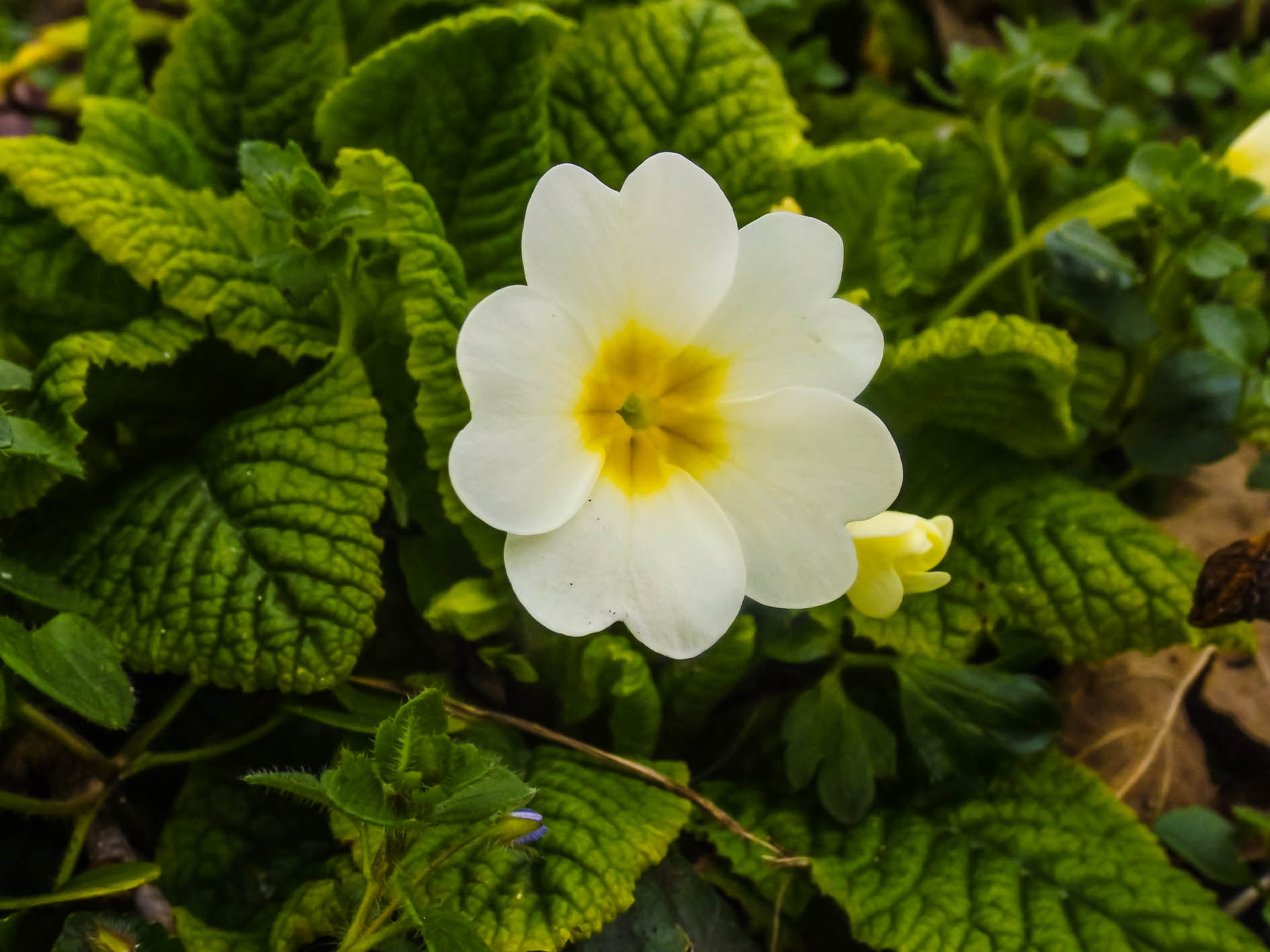 Fujifilm FinePix S4600 sample photo. Fleur blanche photography