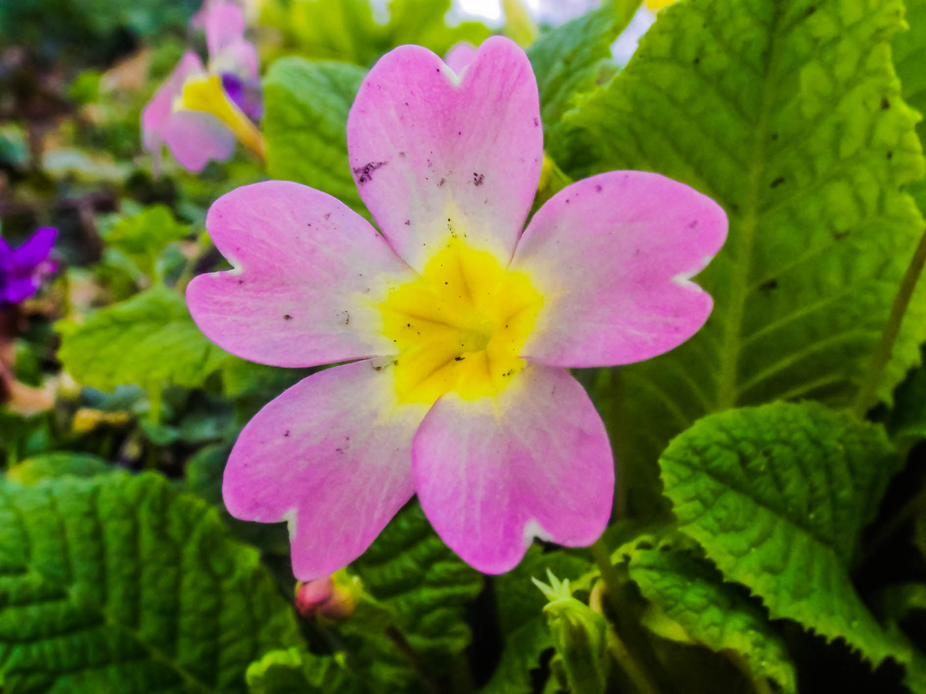 Fujifilm FinePix S4600 sample photo. Fleur violette macro photography