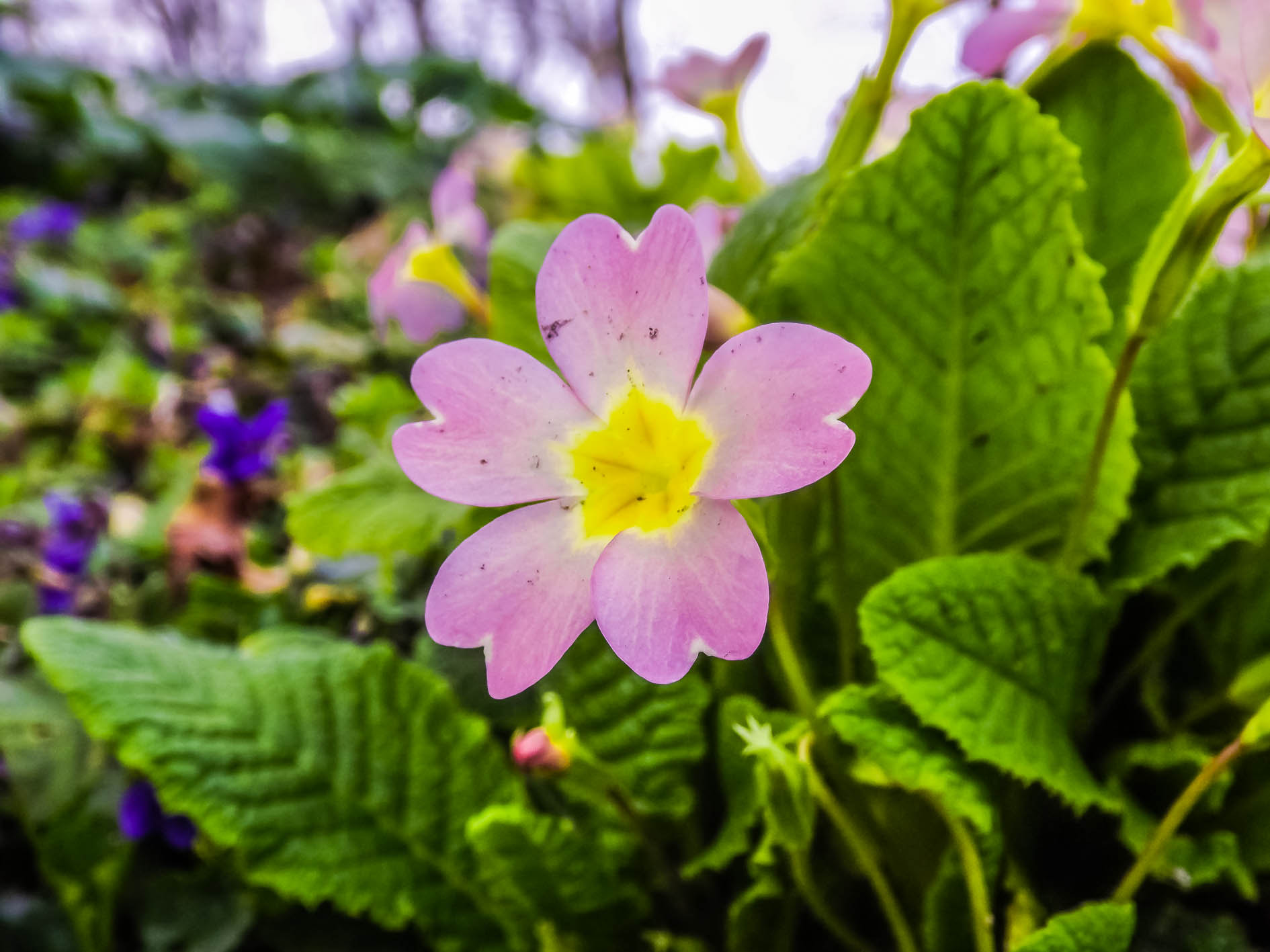 Fujifilm FinePix S4600 sample photo. Fleur violette photography