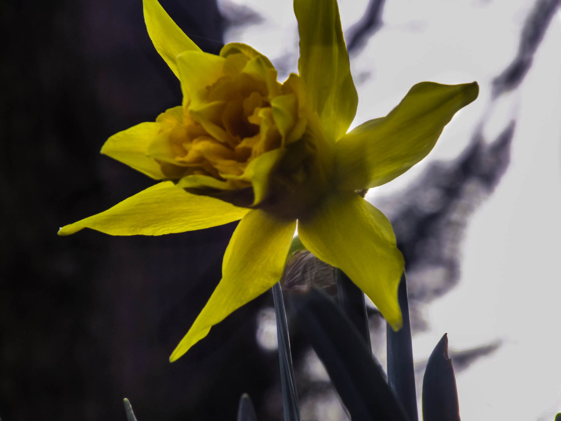 Fujifilm FinePix S4600 sample photo. Jonquille macro photography