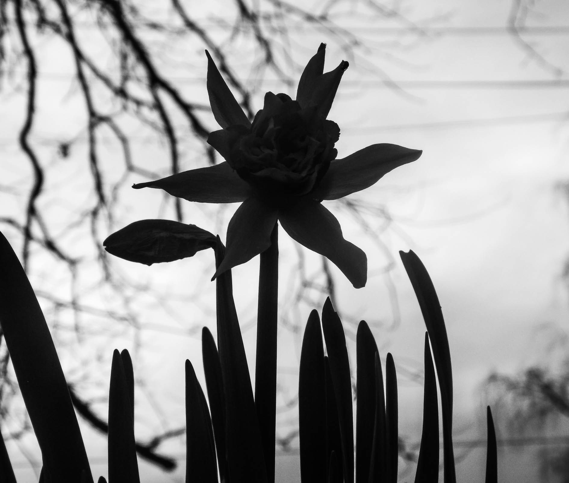 Fujifilm FinePix S4600 sample photo. Jonquille en noir et blanc photography