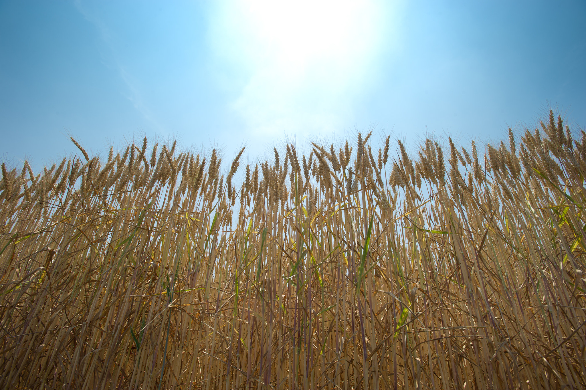 Nikon AF-S Nikkor 17-35mm F2.8D ED-IF sample photo. Wheat field photography