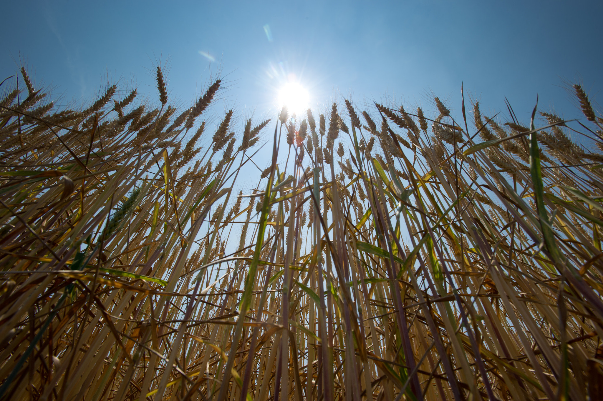 Nikon AF-S Nikkor 17-35mm F2.8D ED-IF sample photo. Wheat field photography