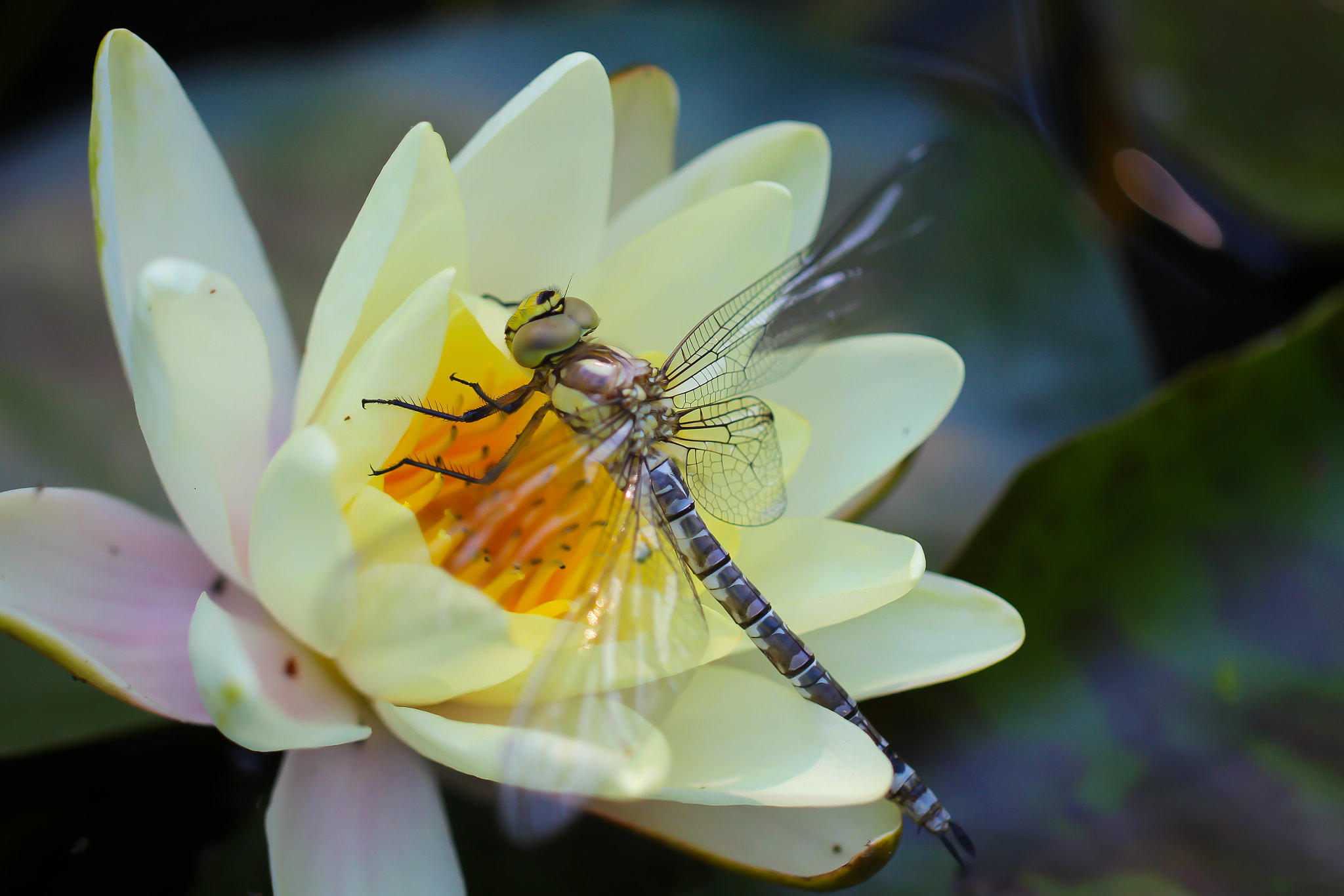Canon EF 100mm F2.8L Macro IS USM sample photo. Dragonfly photography