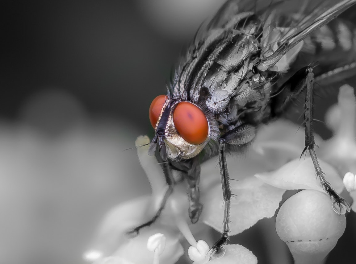 Canon EF 100mm F2.8L Macro IS USM sample photo. Fly photography