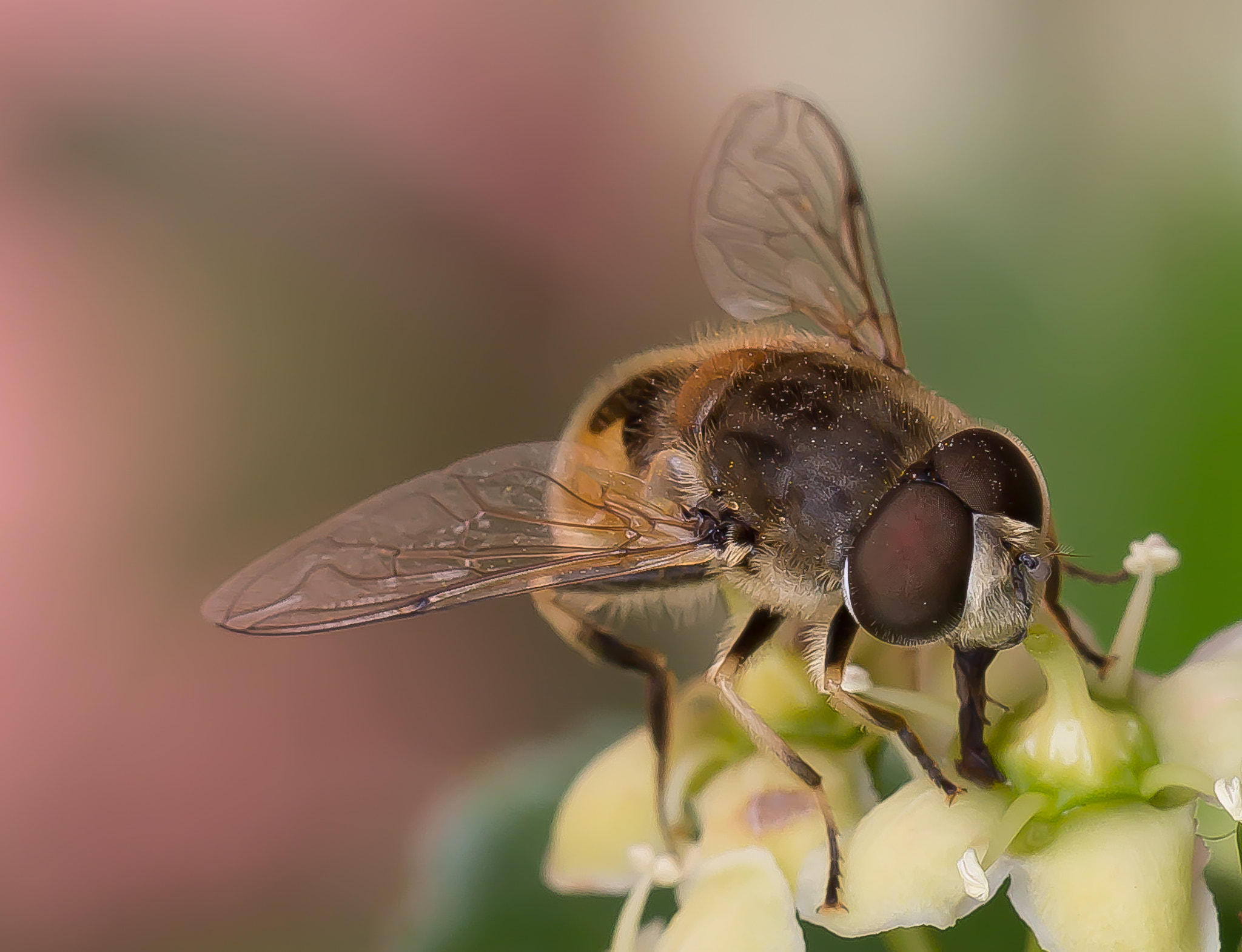 Canon EF 100mm F2.8L Macro IS USM sample photo. Fly photography