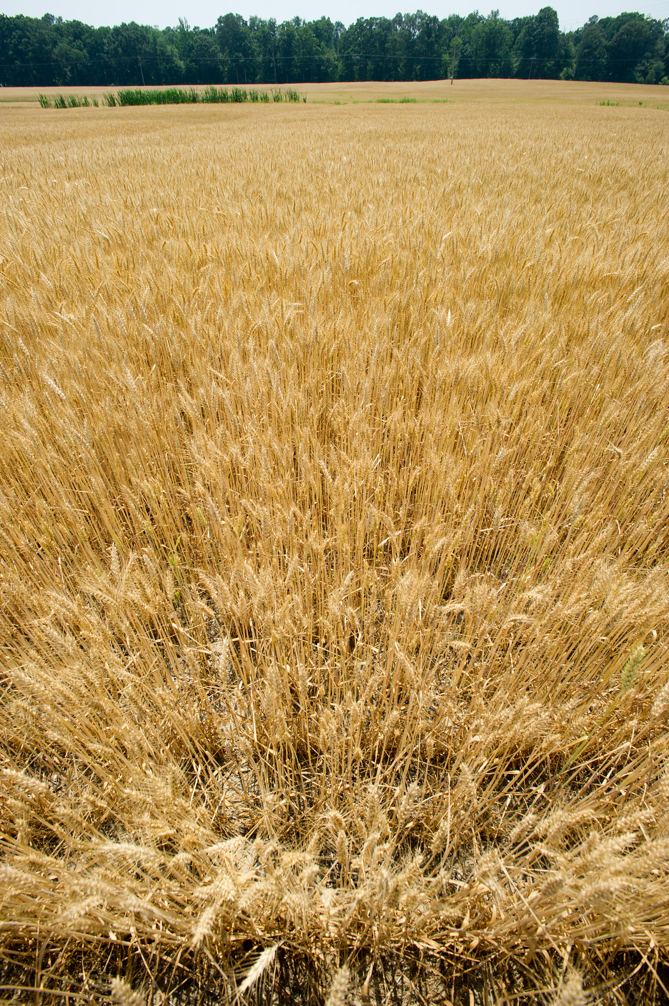 Nikon AF-S Nikkor 17-35mm F2.8D ED-IF sample photo. Wheat field photography
