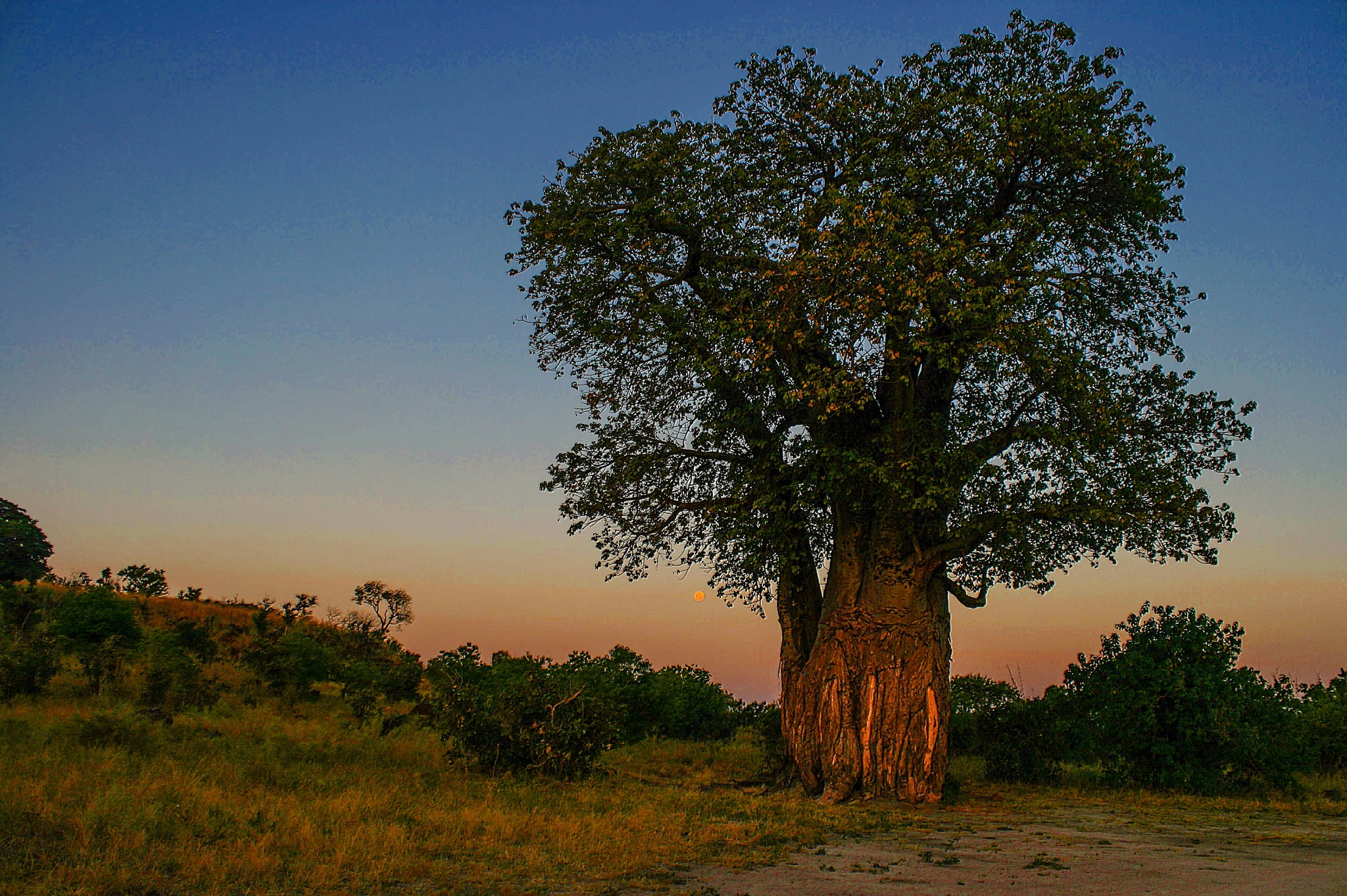 Canon EOS 400D (EOS Digital Rebel XTi / EOS Kiss Digital X) + Canon EF-S 18-55mm F3.5-5.6 IS sample photo. [baobab tree at sunset] photography