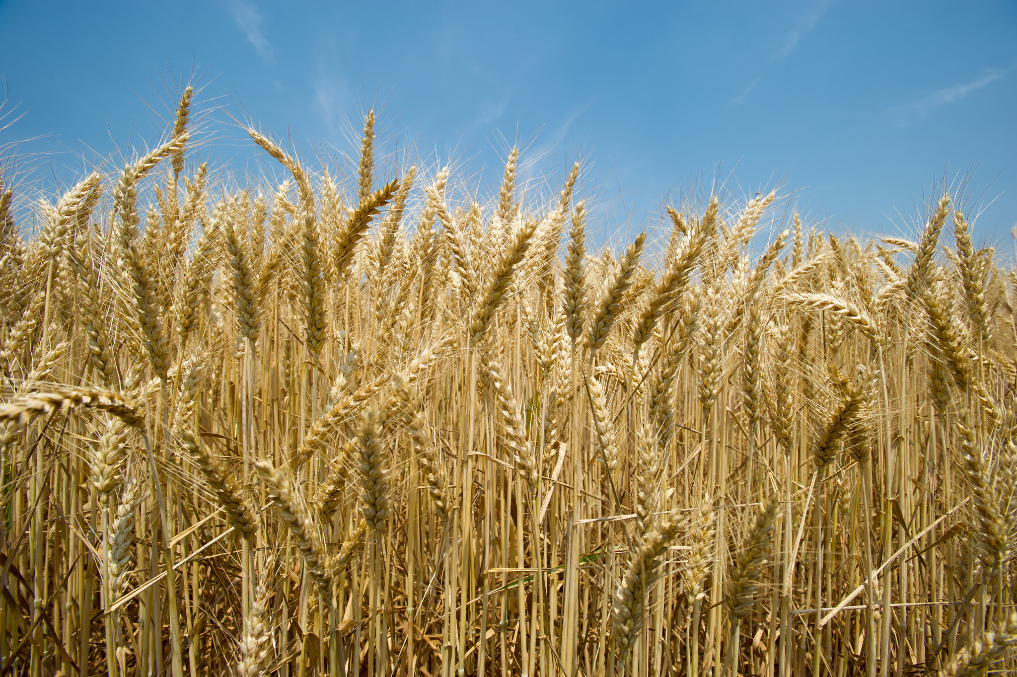 Nikon AF-S Nikkor 17-35mm F2.8D ED-IF sample photo. Wheat field photography