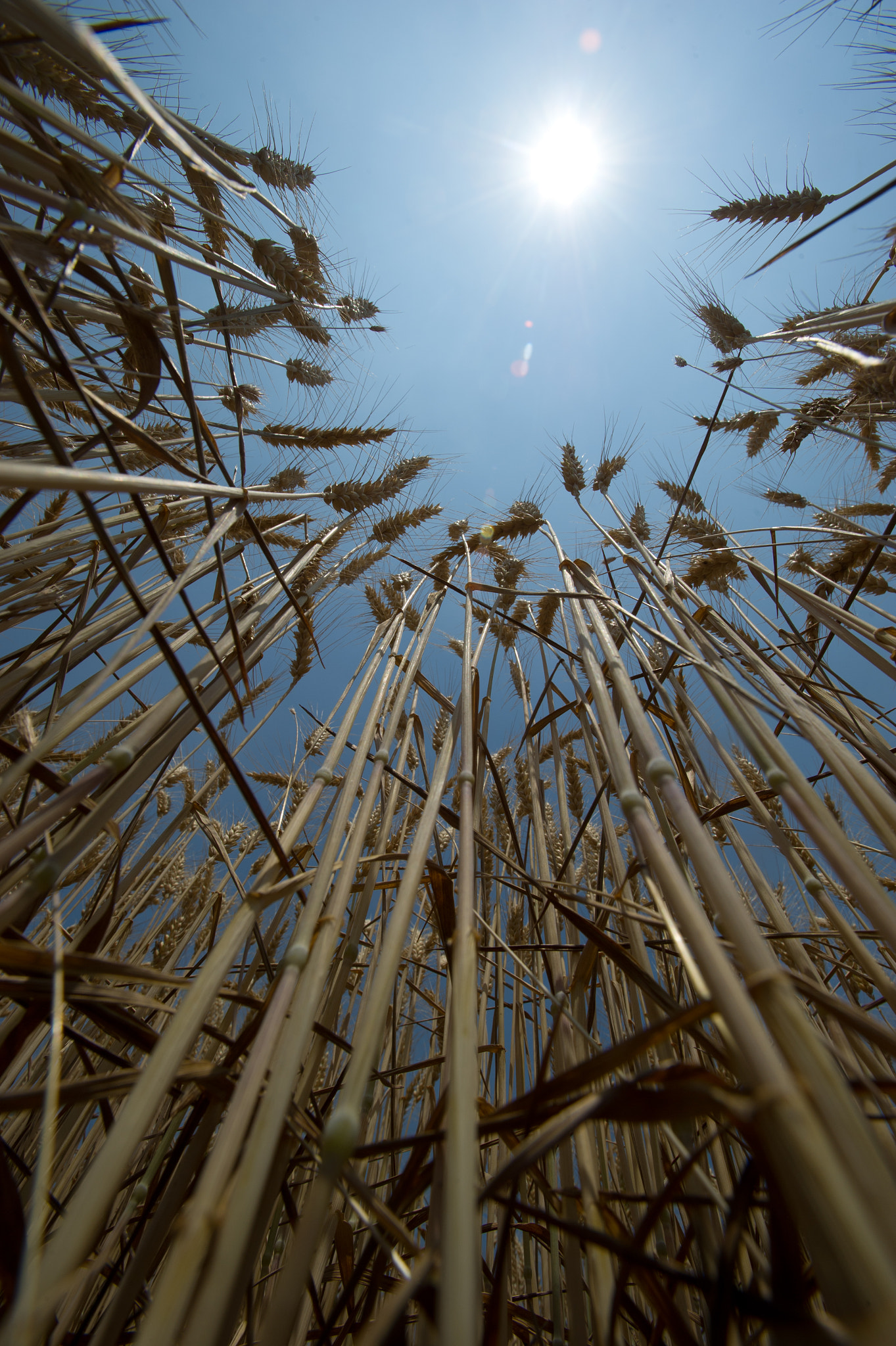 Nikon AF-S Nikkor 17-35mm F2.8D ED-IF sample photo. Wheat field photography