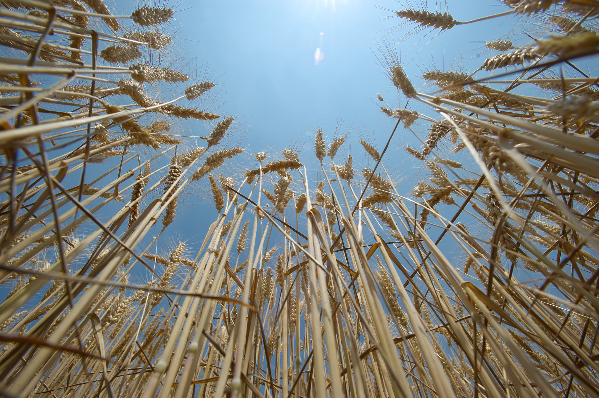 Nikon AF-S Nikkor 17-35mm F2.8D ED-IF sample photo. Wheat field photography