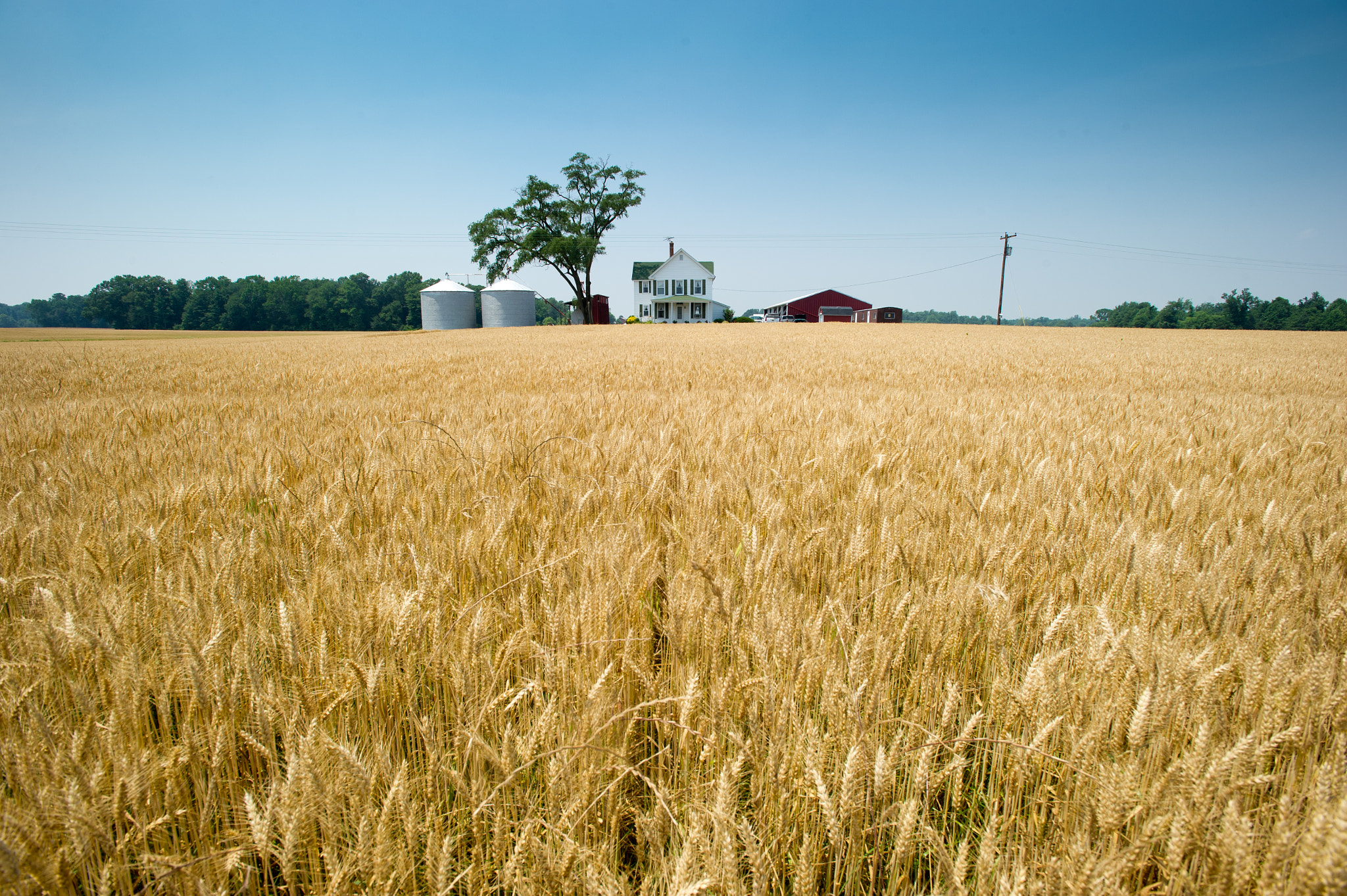 Nikon D3S + Nikon AF-S Nikkor 17-35mm F2.8D ED-IF sample photo. Wheat field surrounding farmhouse photography