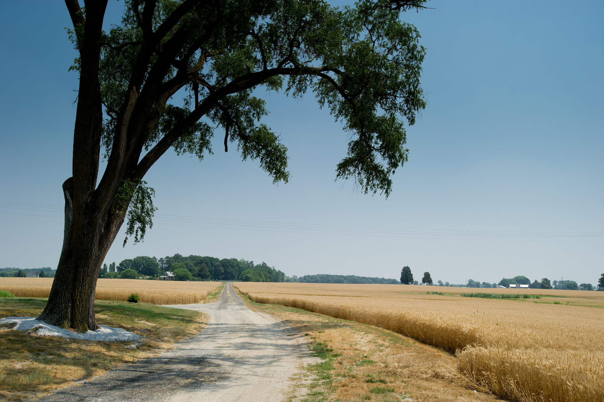 Nikon AF-S Nikkor 17-35mm F2.8D ED-IF sample photo. Wheat fields on farm photography