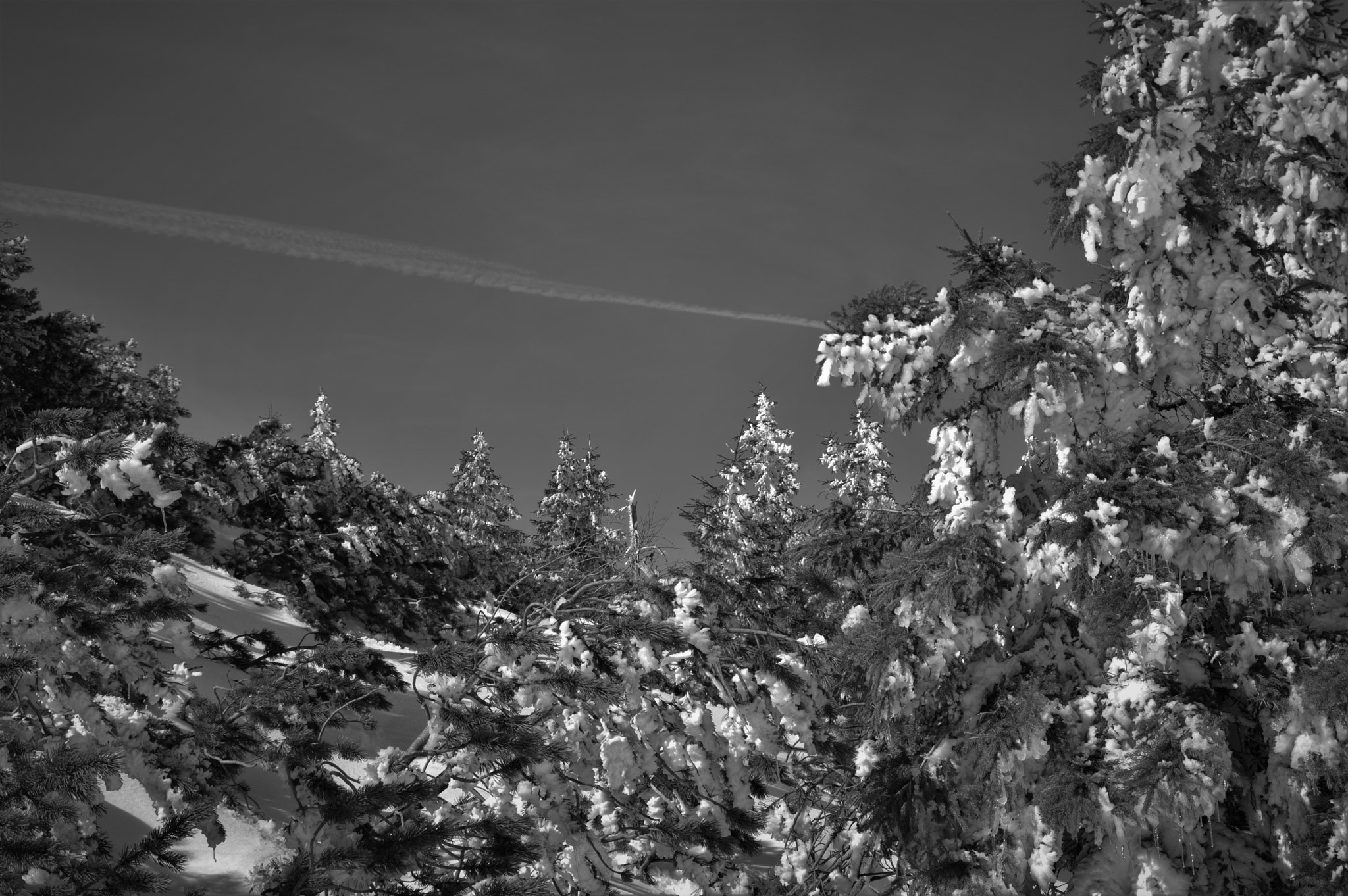 Nikon D3200 sample photo. Ciaspolata b&w photography
