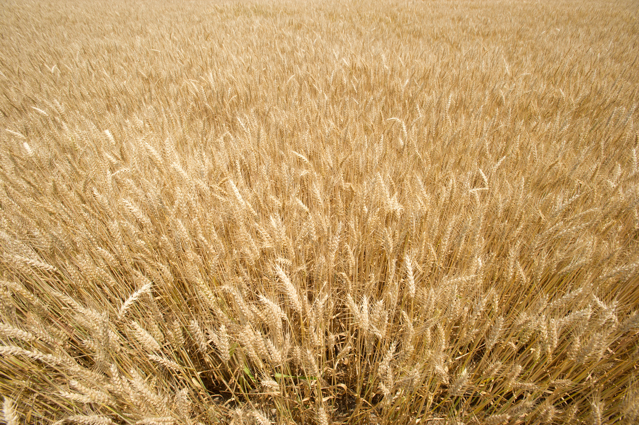 Nikon AF-S Nikkor 17-35mm F2.8D ED-IF sample photo. Wheat field photography