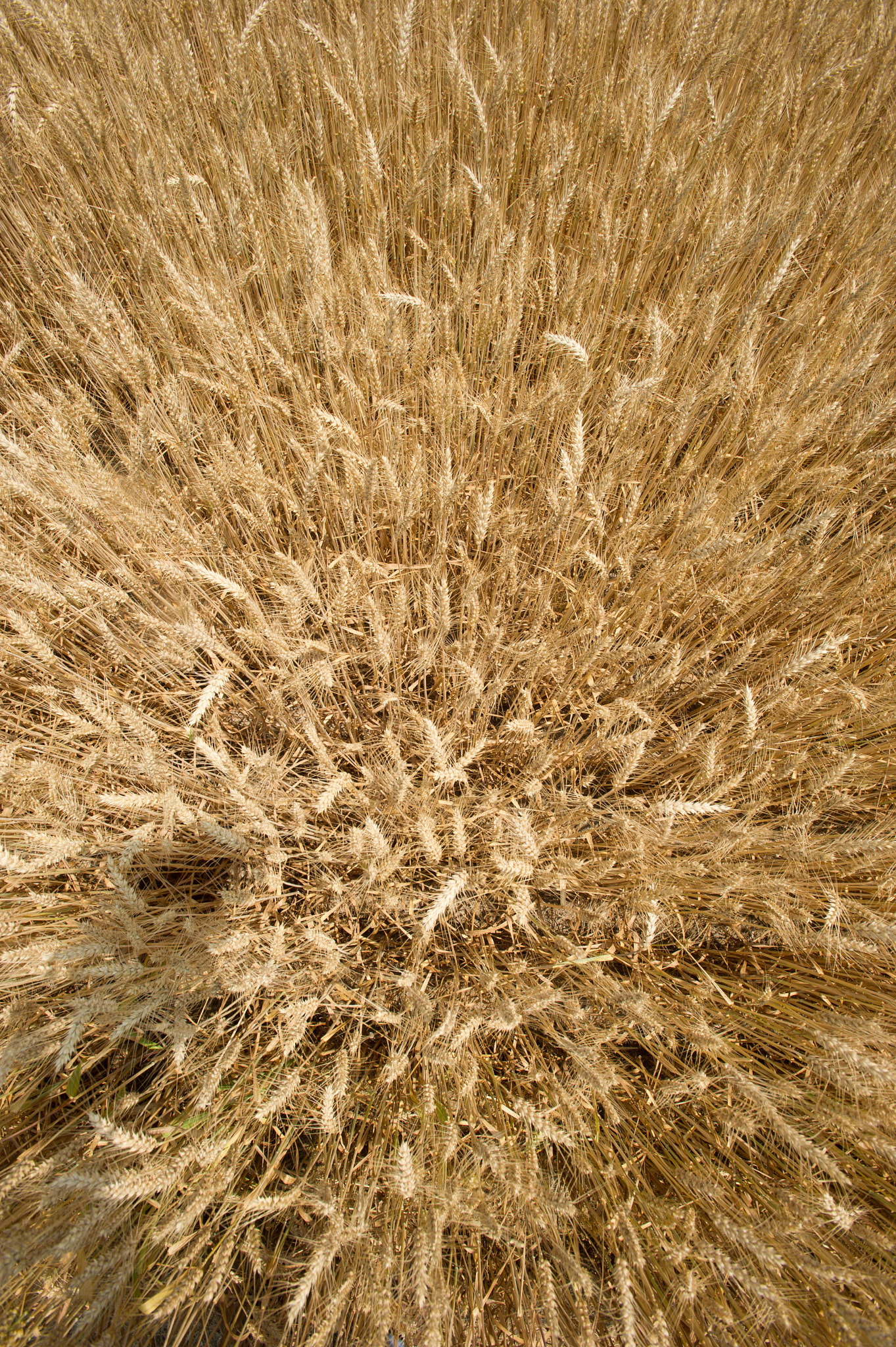 Nikon AF-S Nikkor 17-35mm F2.8D ED-IF sample photo. Wheat field photography