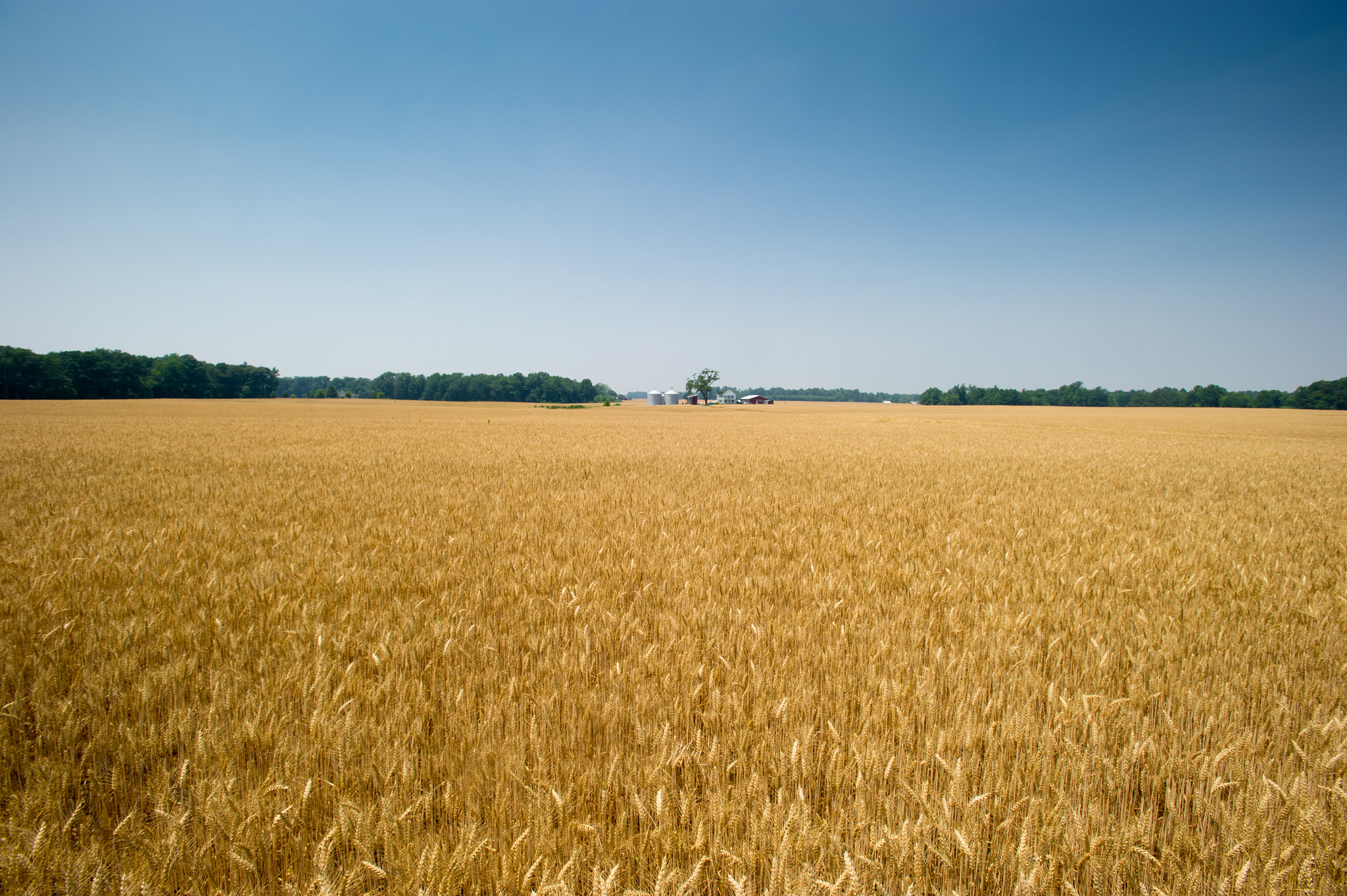 Nikon AF-S Nikkor 17-35mm F2.8D ED-IF sample photo. Wheat field photography