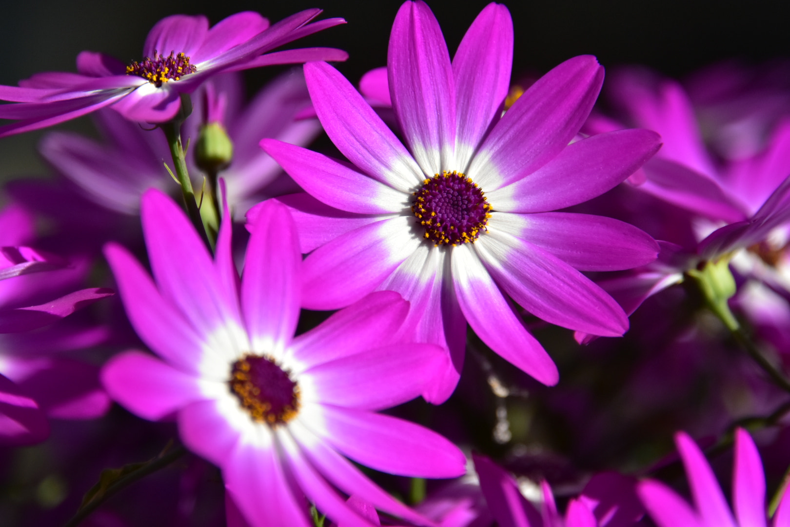 Nikon D7200 sample photo. Untitled photography