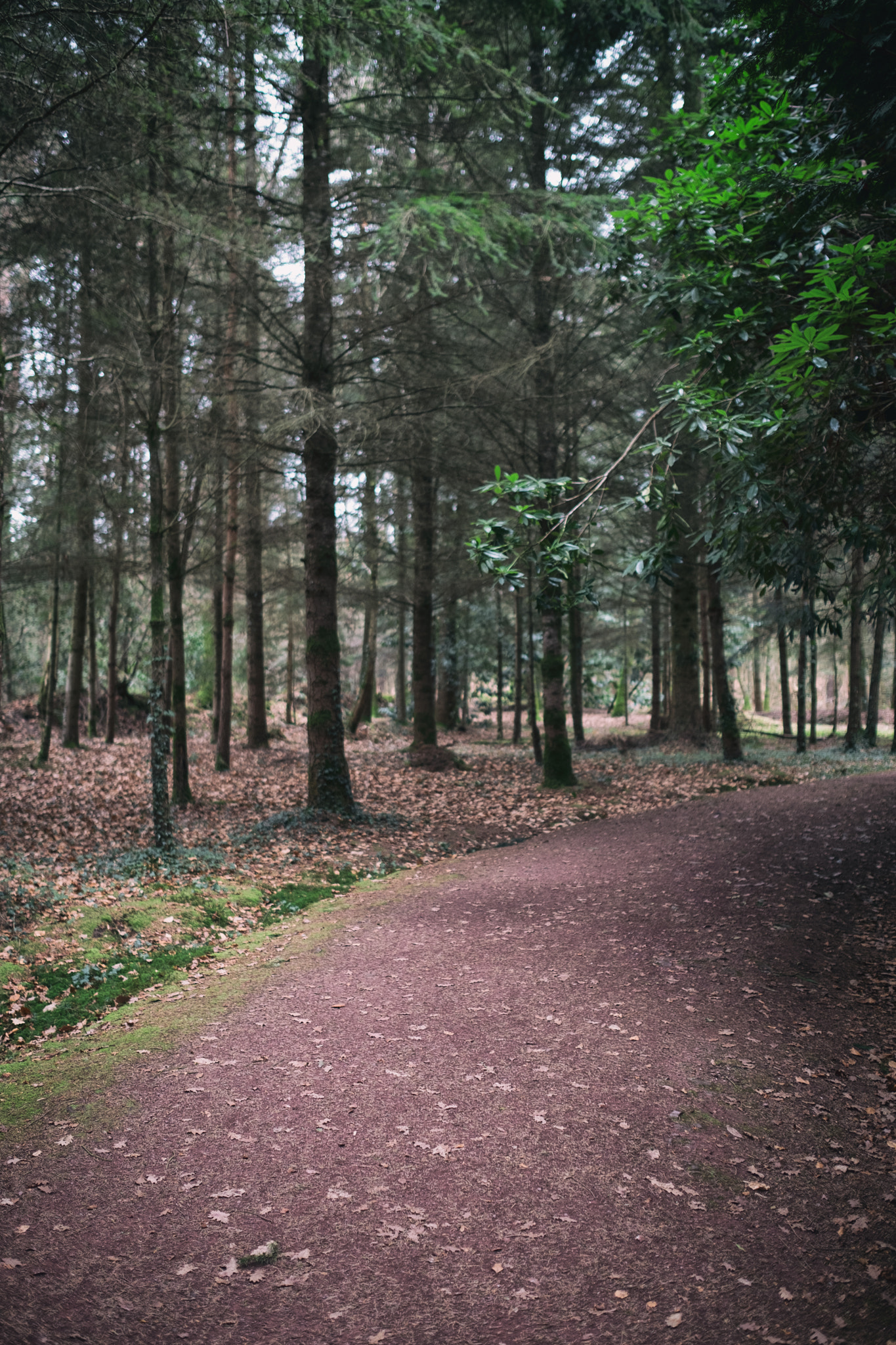 Fujifilm X-Pro2 + Fujifilm XF 23mm F1.4 R sample photo. Brocéliande photography