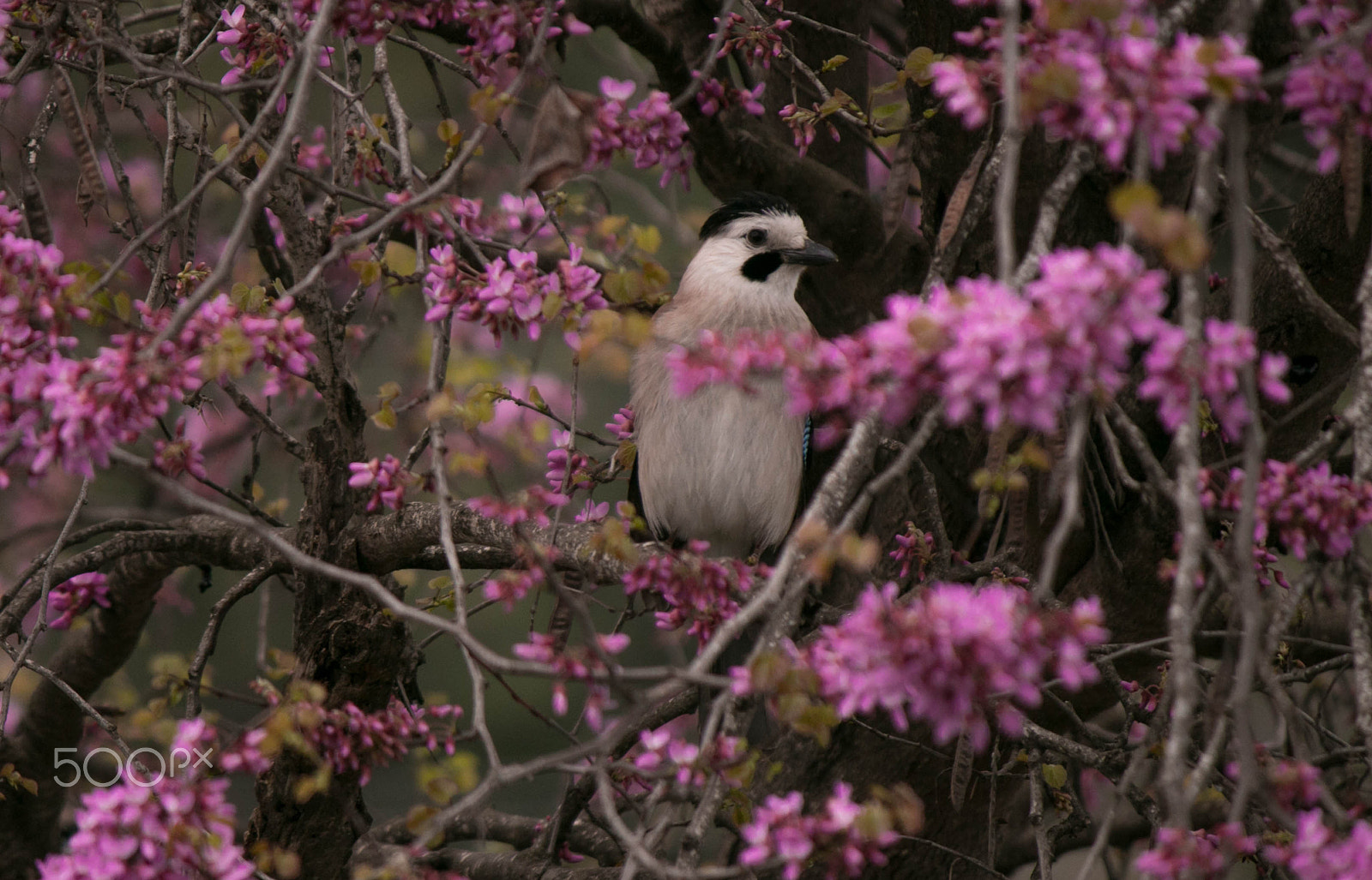 Canon EF-S 55-250mm F4-5.6 IS sample photo. Just a bird photography